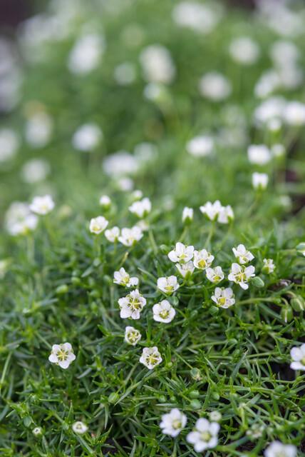Sagina subulata – immergrünes Polsterkraut, 9 cm Topf, 10–25 cm hoch