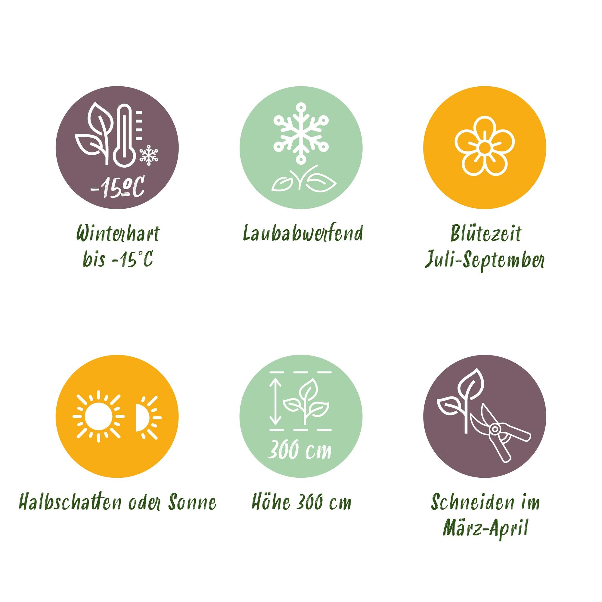 Cornus sibirica – 1 pianta, rami rossi, decidua, vaso da 17 cm, altezza 45 cm