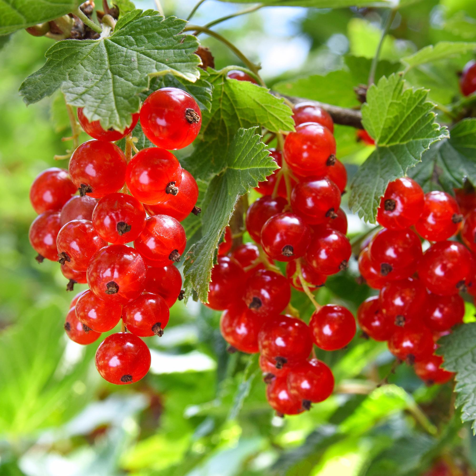 Redcurrant (Ribes rubrum) – 2 plants, approx. 40 cm, pot Ø 11 cm