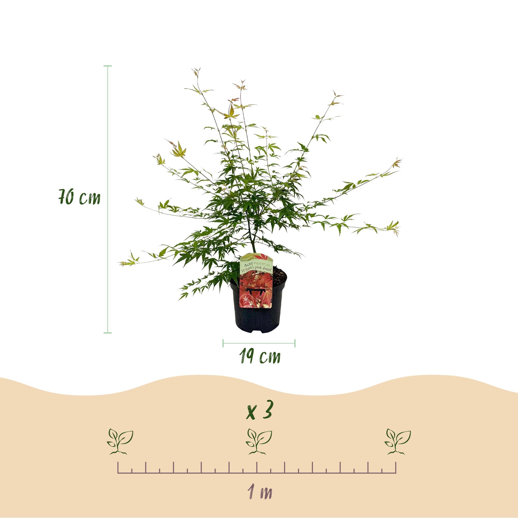 Japanese maple 'Pink Dwarf' – deciduous, pink coloration, 19 cm pot, 70 cm tall