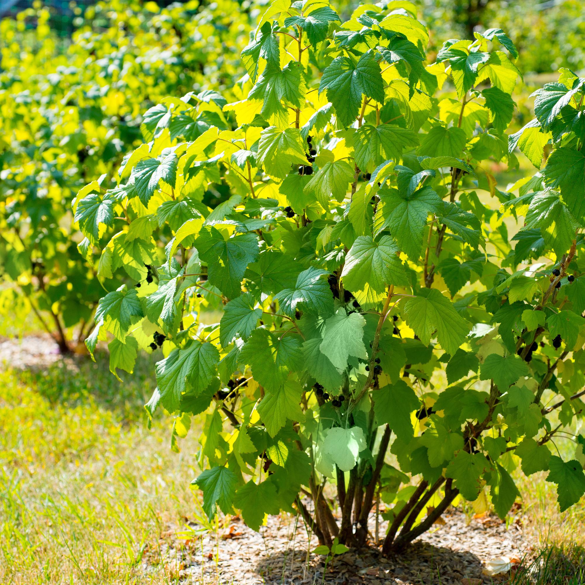 Blackcurrant “Titania” – 2 plants, approx. 40 cm tall, 11 cm pot
