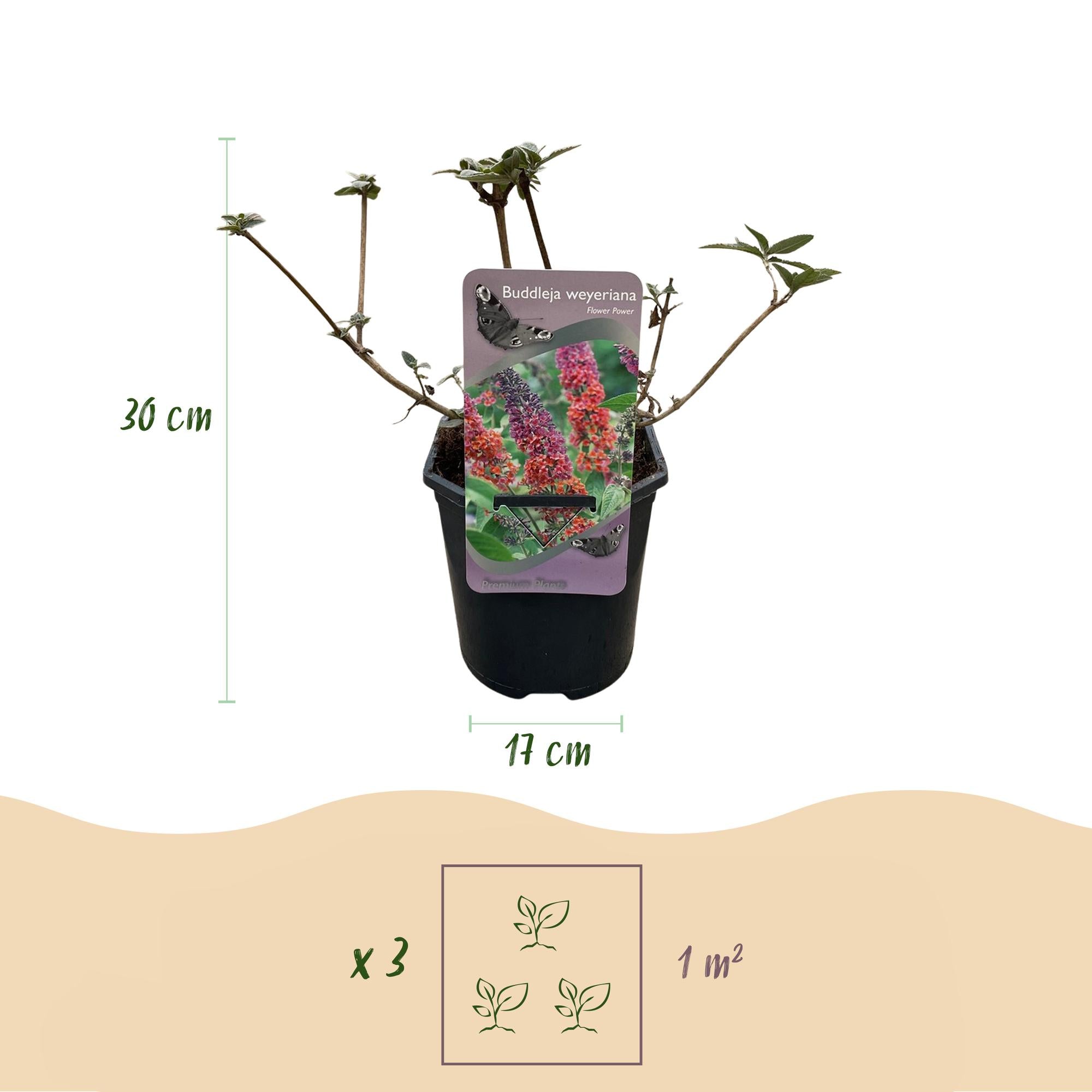 Buddleja davidii 'Flower Power' – deciduous butterfly bush, 17 cm pot, 30 cm height