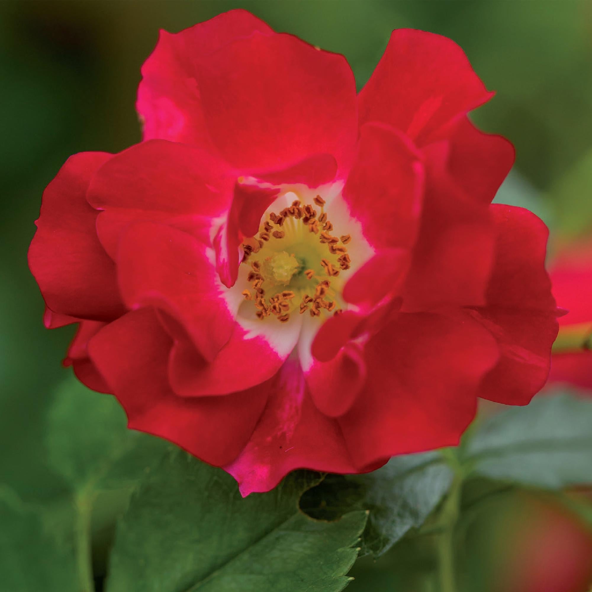 Rosa ‘Red Queen’ – pflegeleichte Kletterrose mit roten Blüten, 2 Pflanzen, 11 cm Topf, 40 cm Höhe