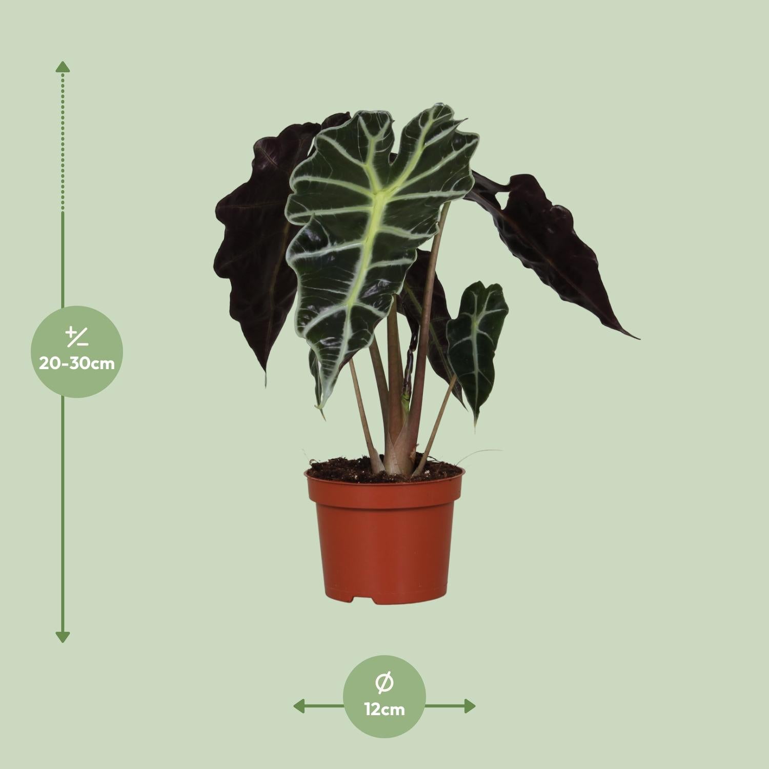 Alocasia Amazonica ‘Polly’ – Elefantenohr - 12 cm Topf, 30 cm hoch
