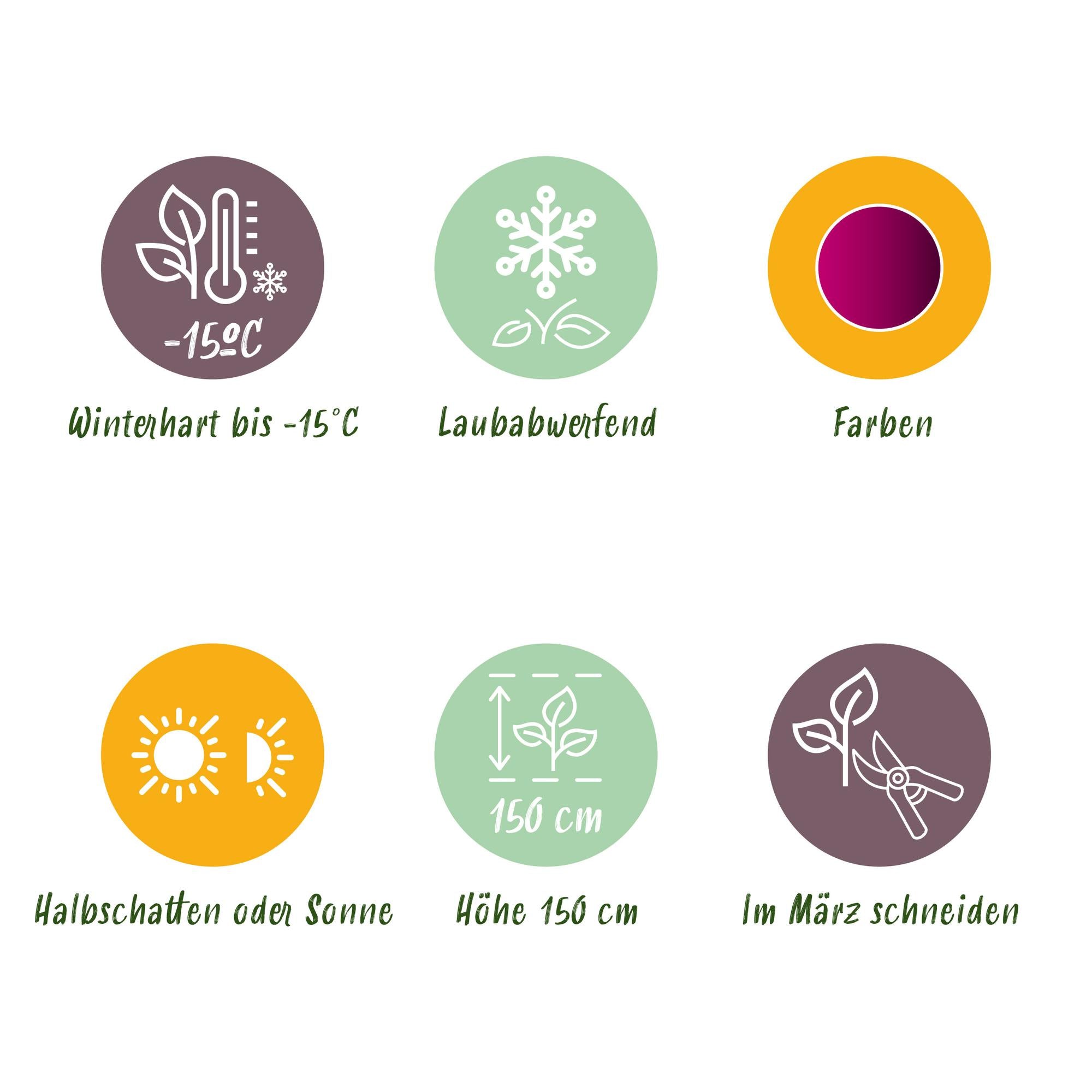 Japanese maple 'Skeeter's Broom' – deciduous, 19 cm pot, 70 cm tall