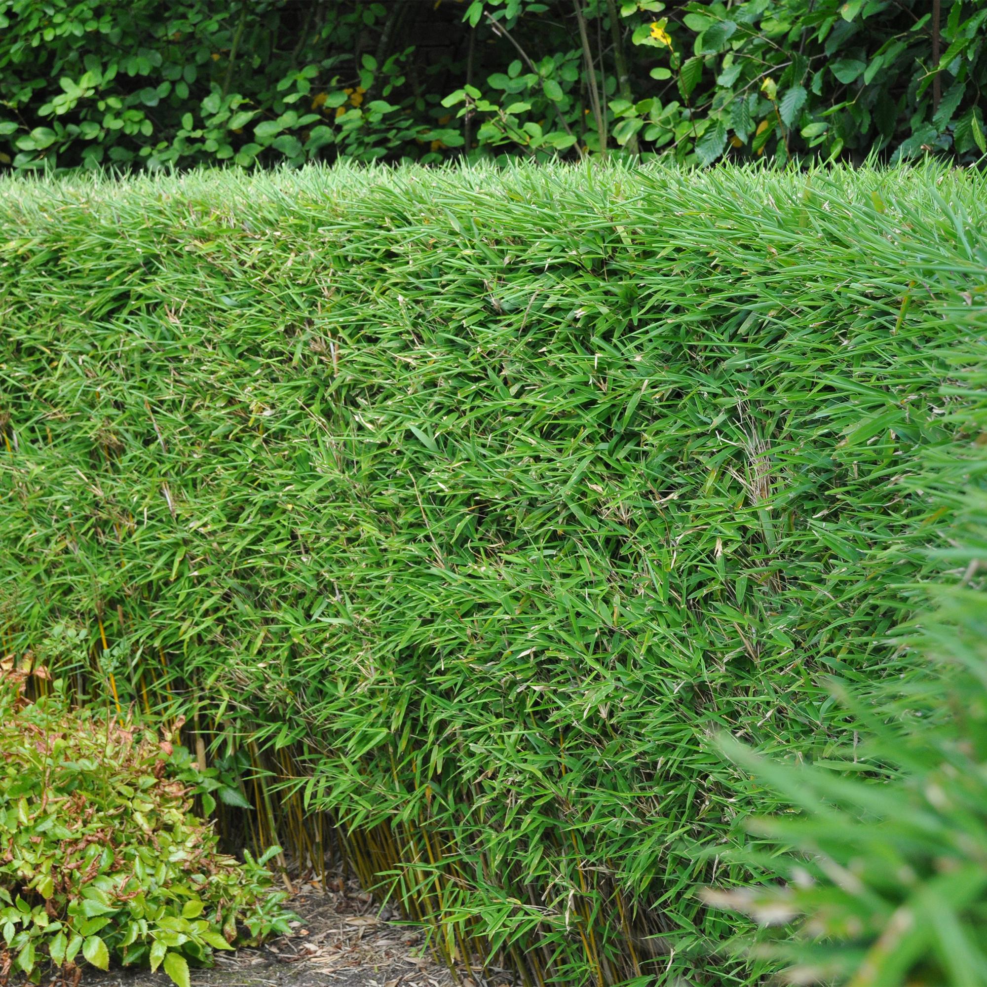 Fargesia rufa – Bambus, grün, immergrün, im 14 cm Topf, 35 cm hoch