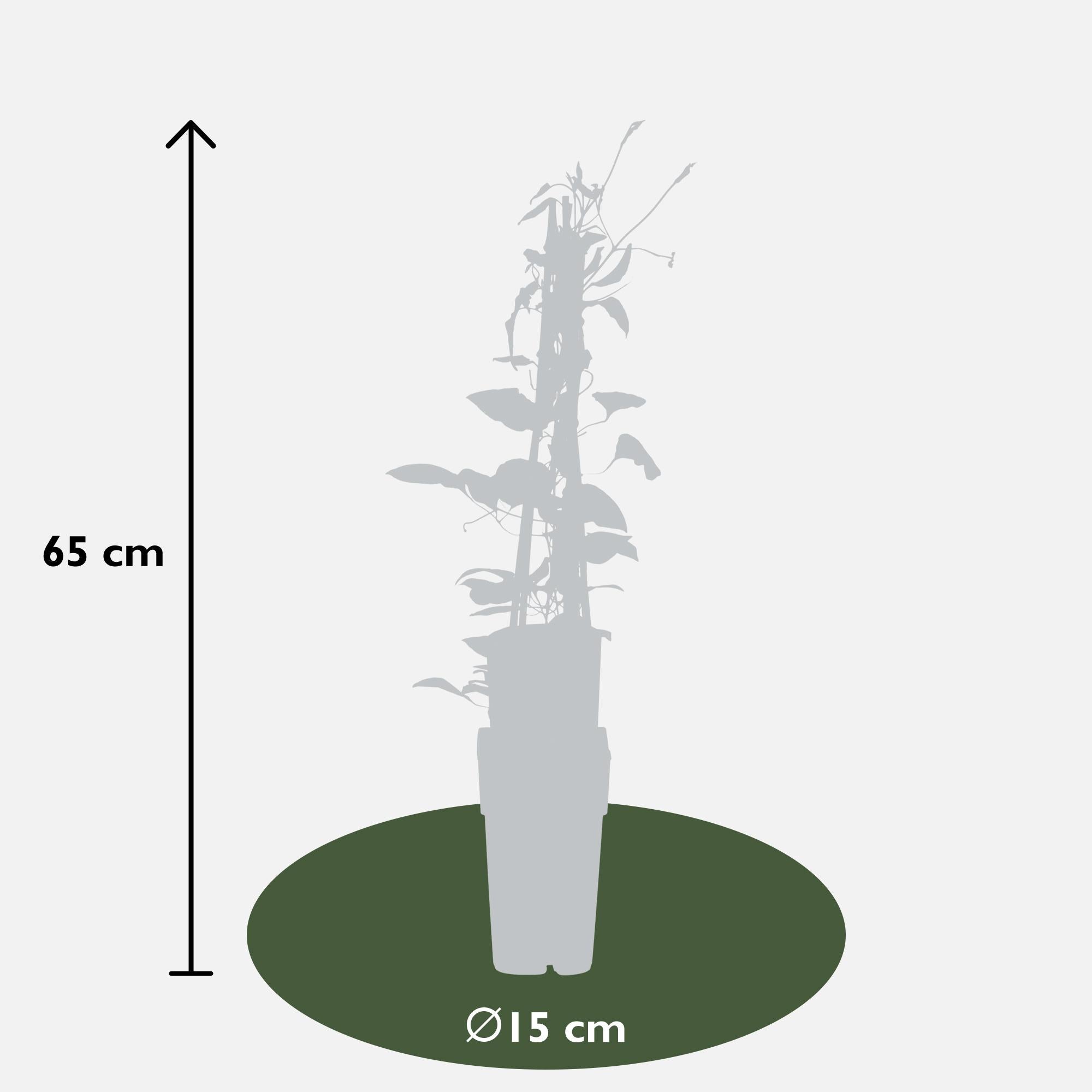 Clematis 'Rouge Cardinal' – a vibrant red flowering climbing plant, 15 cm pot, 65 cm tall