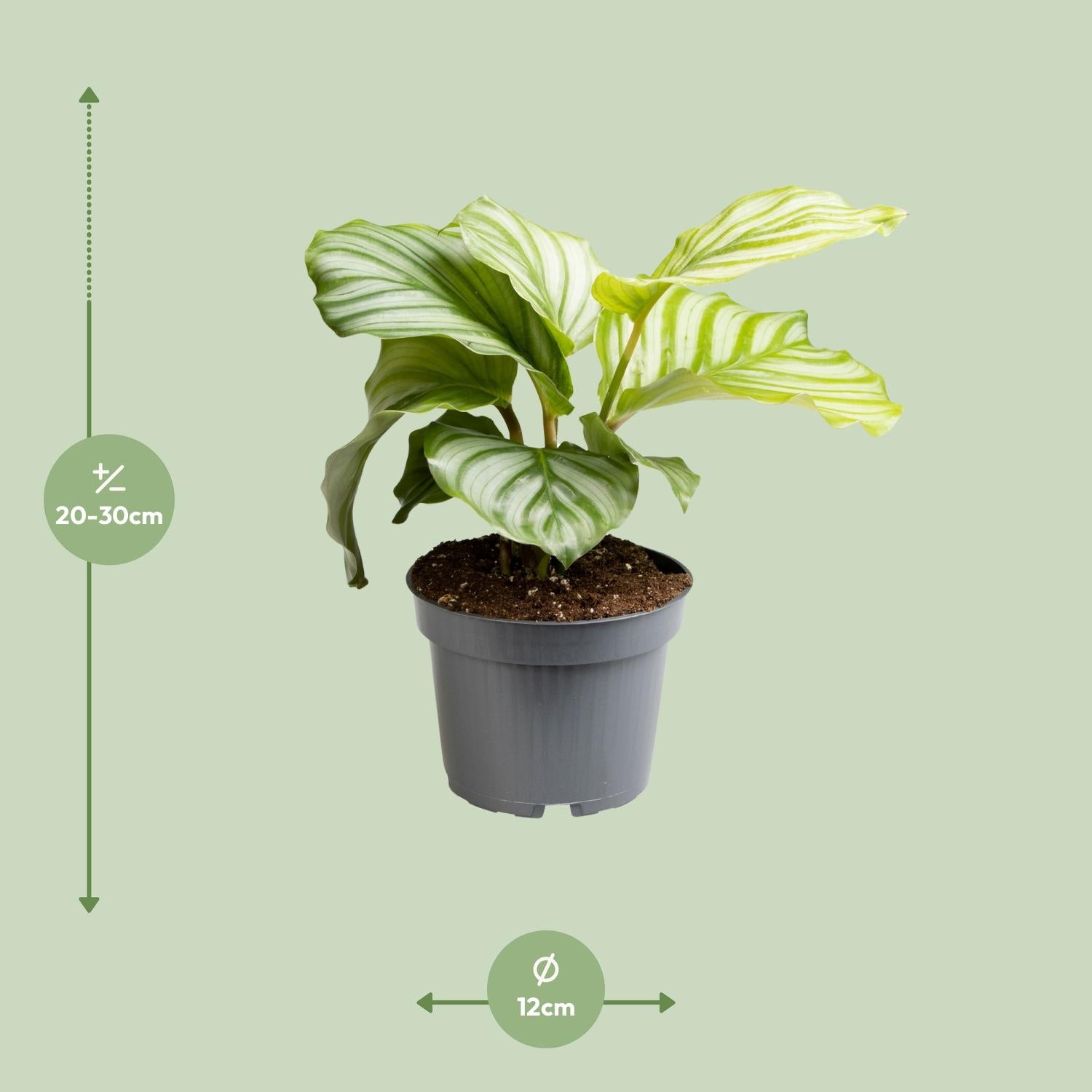 Calathea Orbifolia – Rundblatt-Korbmarante - 25-65cm