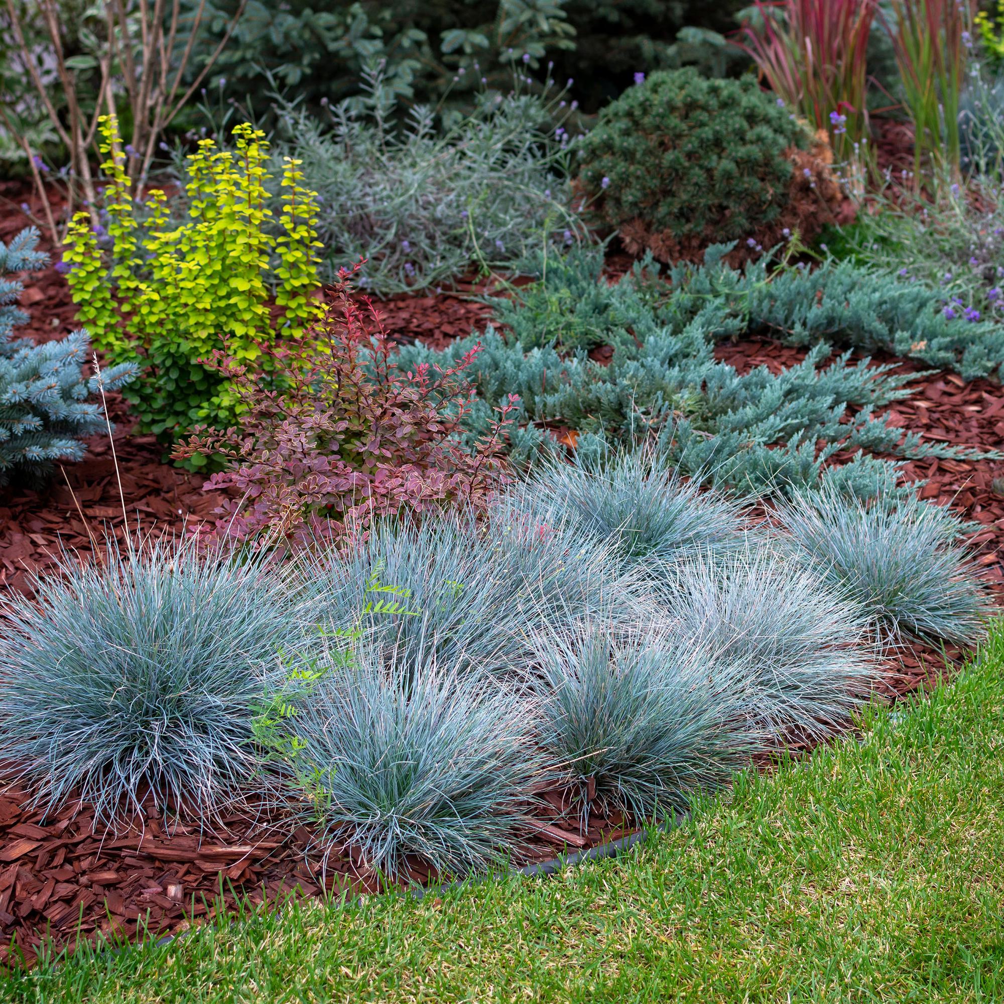 Festuca blu 'Intense Blue' (Festuca glauca) – sempreverde, vaso da 17 cm, altezza 50 cm