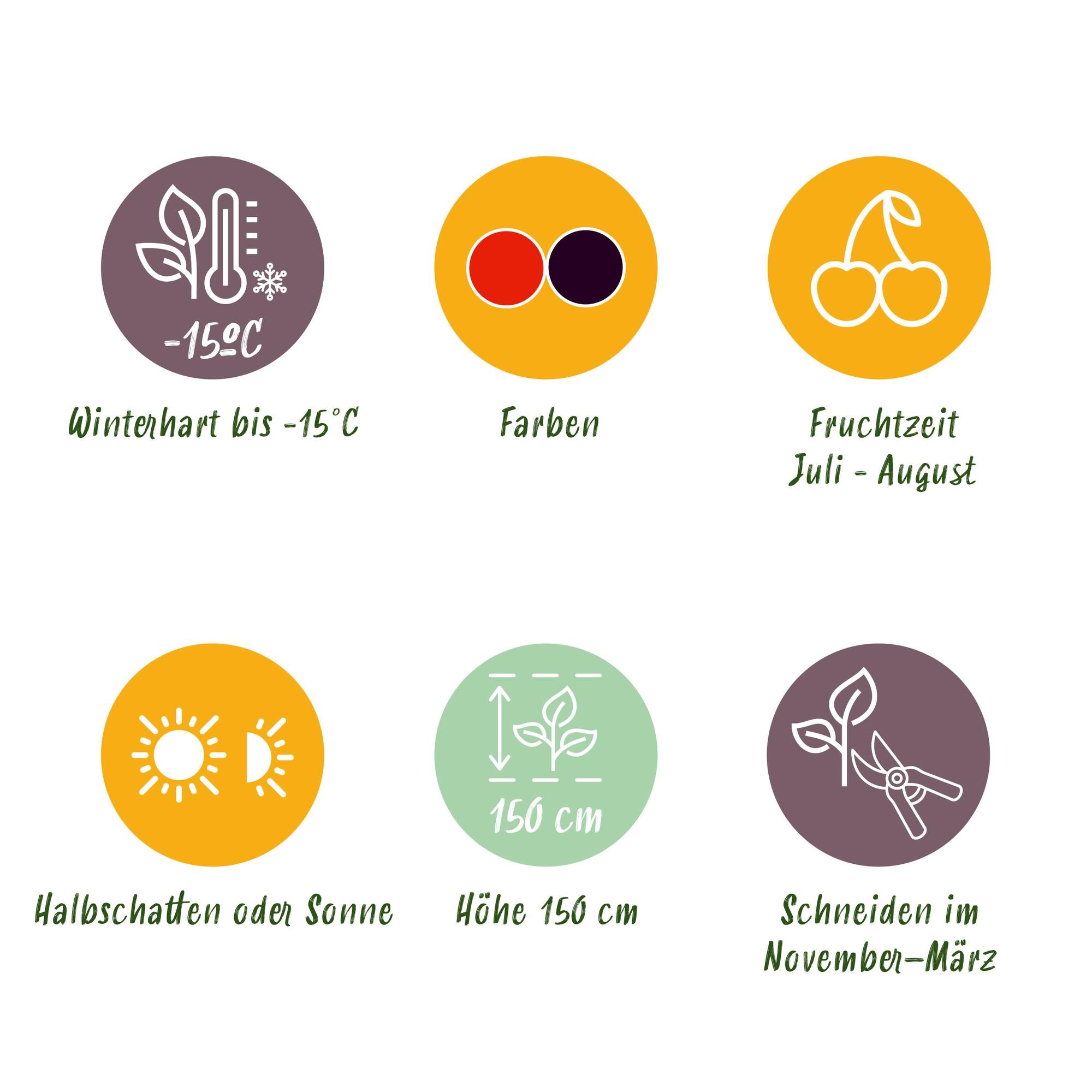 Fruit plant mix – currant, raspberry & blackberry (3 plants, 11 cm pot, approx. 40 cm)