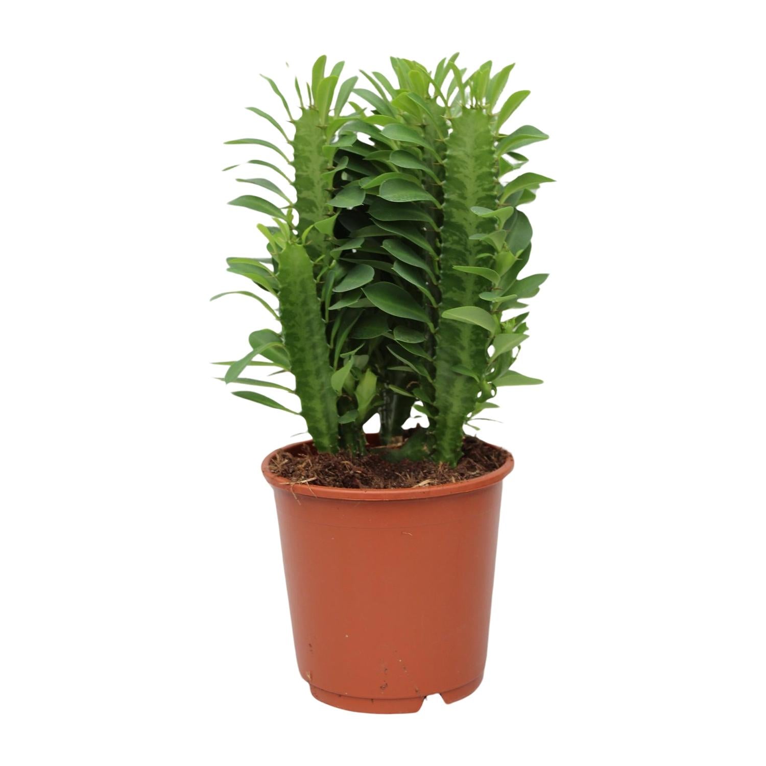 Euphorbia Trigona – Afrikanischer Milchbaum - 40-70 cm