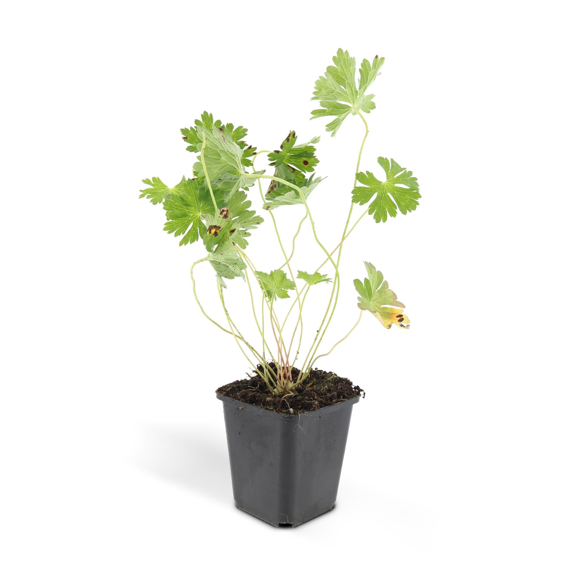 Geranium ‘Rozanne’ – langlebiger Storchschnabel, 10–25 cm hoch