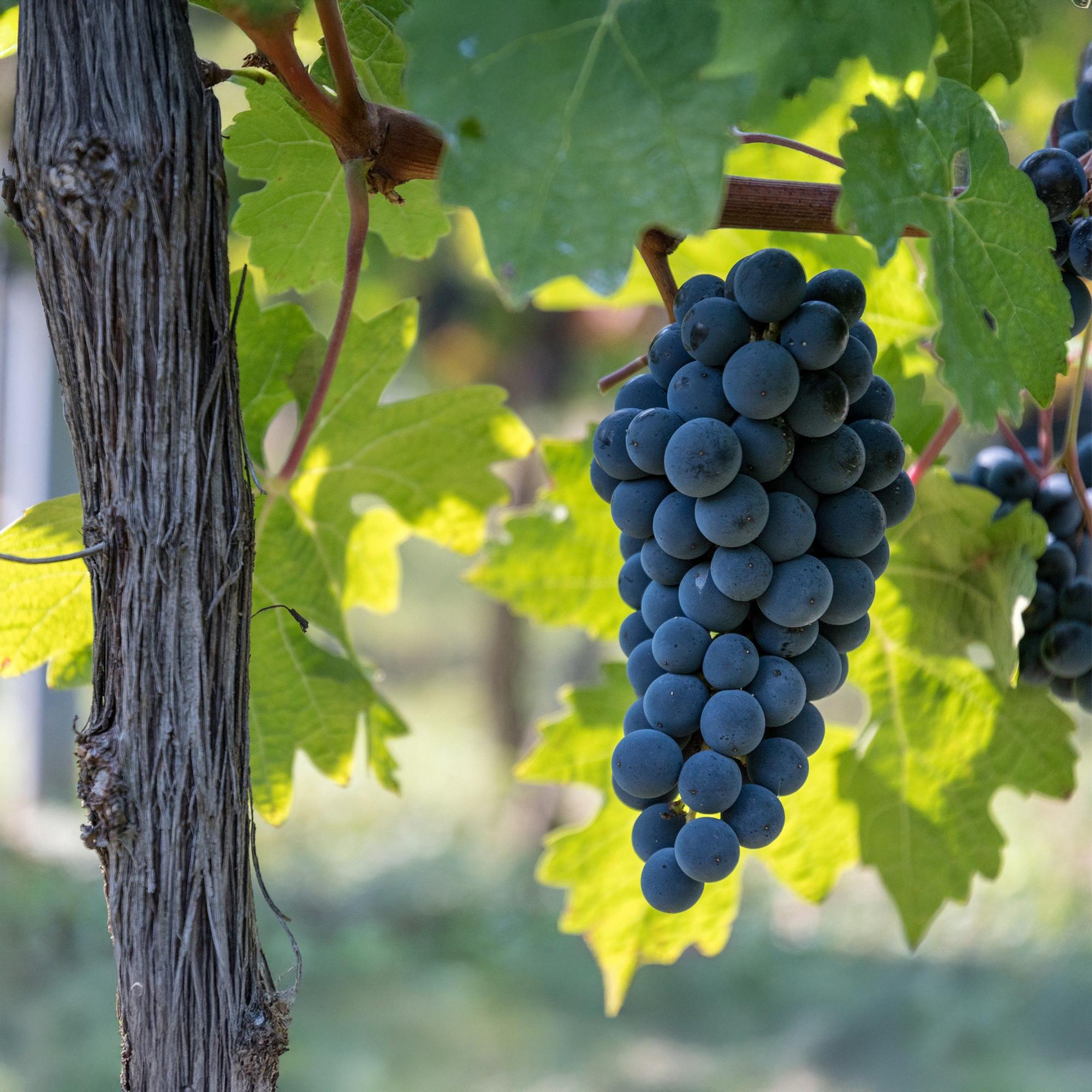 Pianta di uva blu 'Boskoop Glory' – Set di 2, vaso da 15 cm, altezza 50 cm