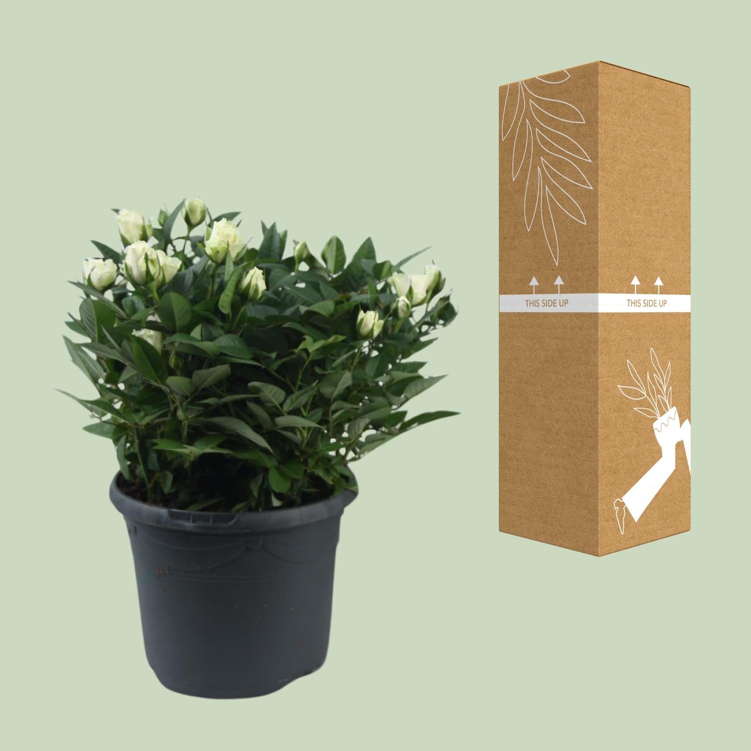 Beetrose ‘Jewel Patio White’ – weiße Zwergrose, 17 cm Topf, 30 cm hoch