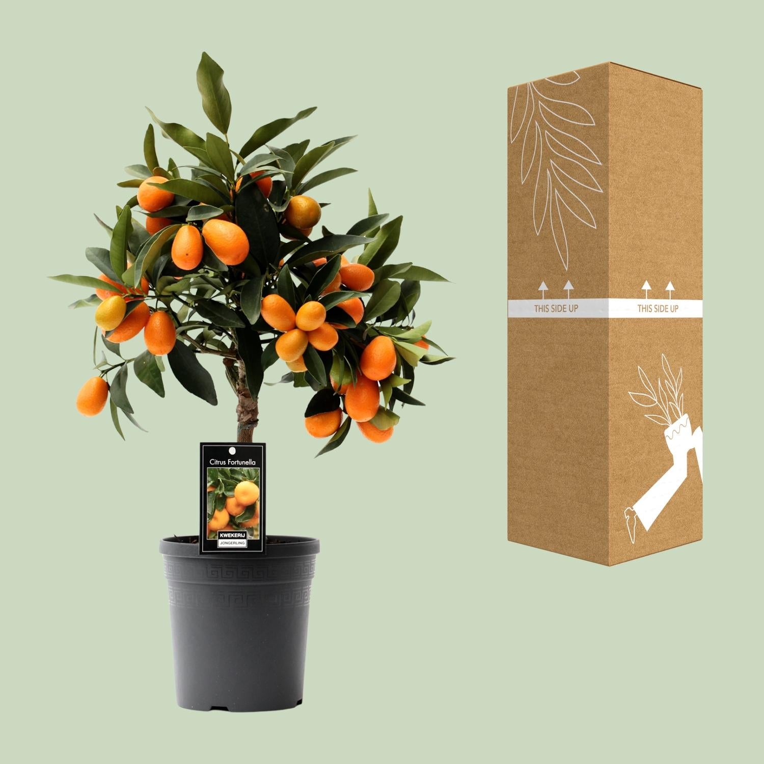 Citrus Kumquat - 16cm pot, 45cm tall