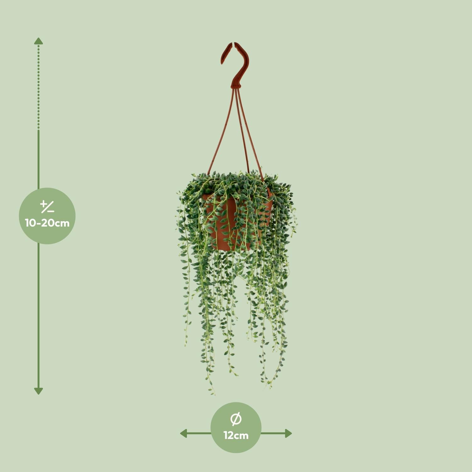 Senecio Herreianus – Erbsenpflanze - 20-25 cm