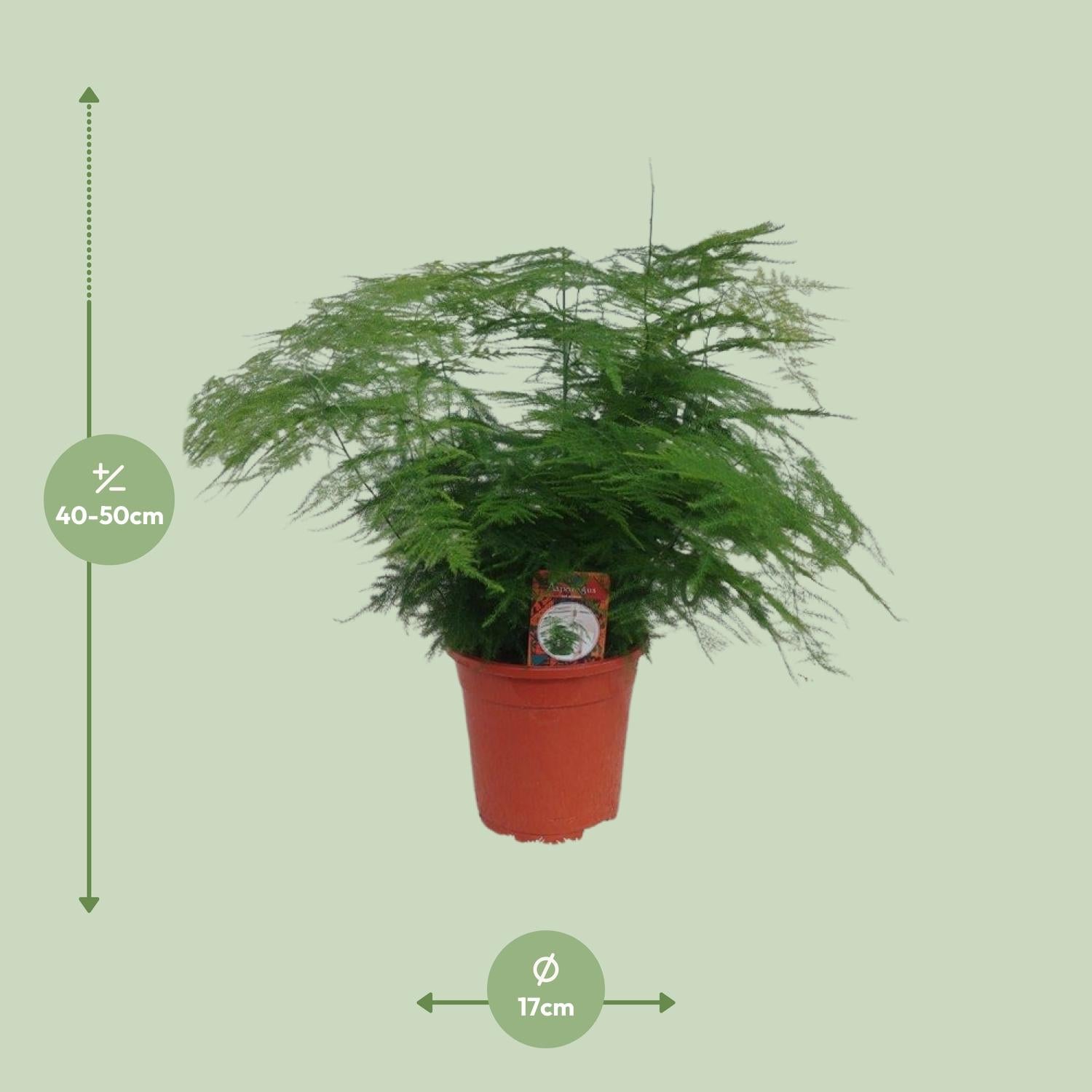 Asparagus Setaceus – Spargelfarn - 30-70 cm