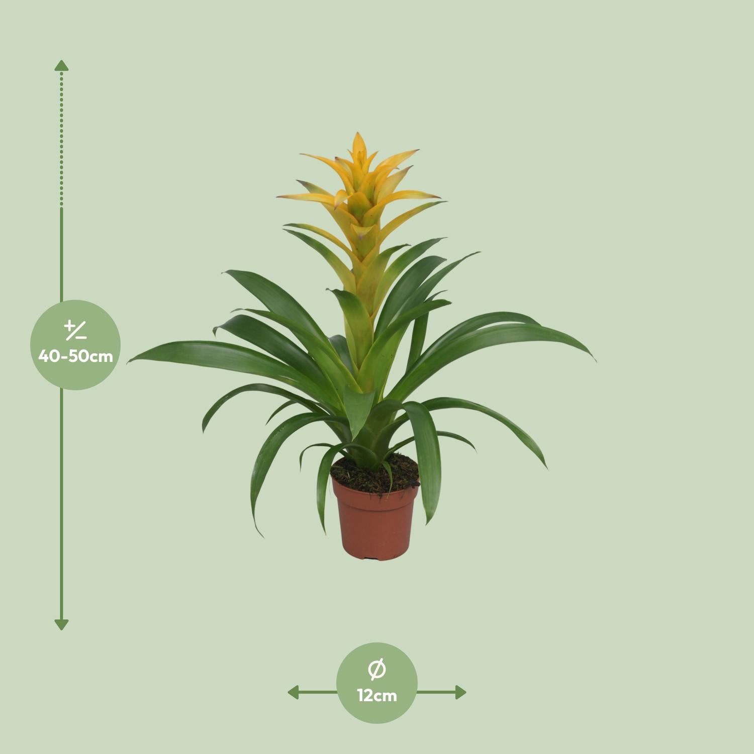 Guzmania – Bromelie - verschiedene Farben - Ø12cm - ↕40-50cm