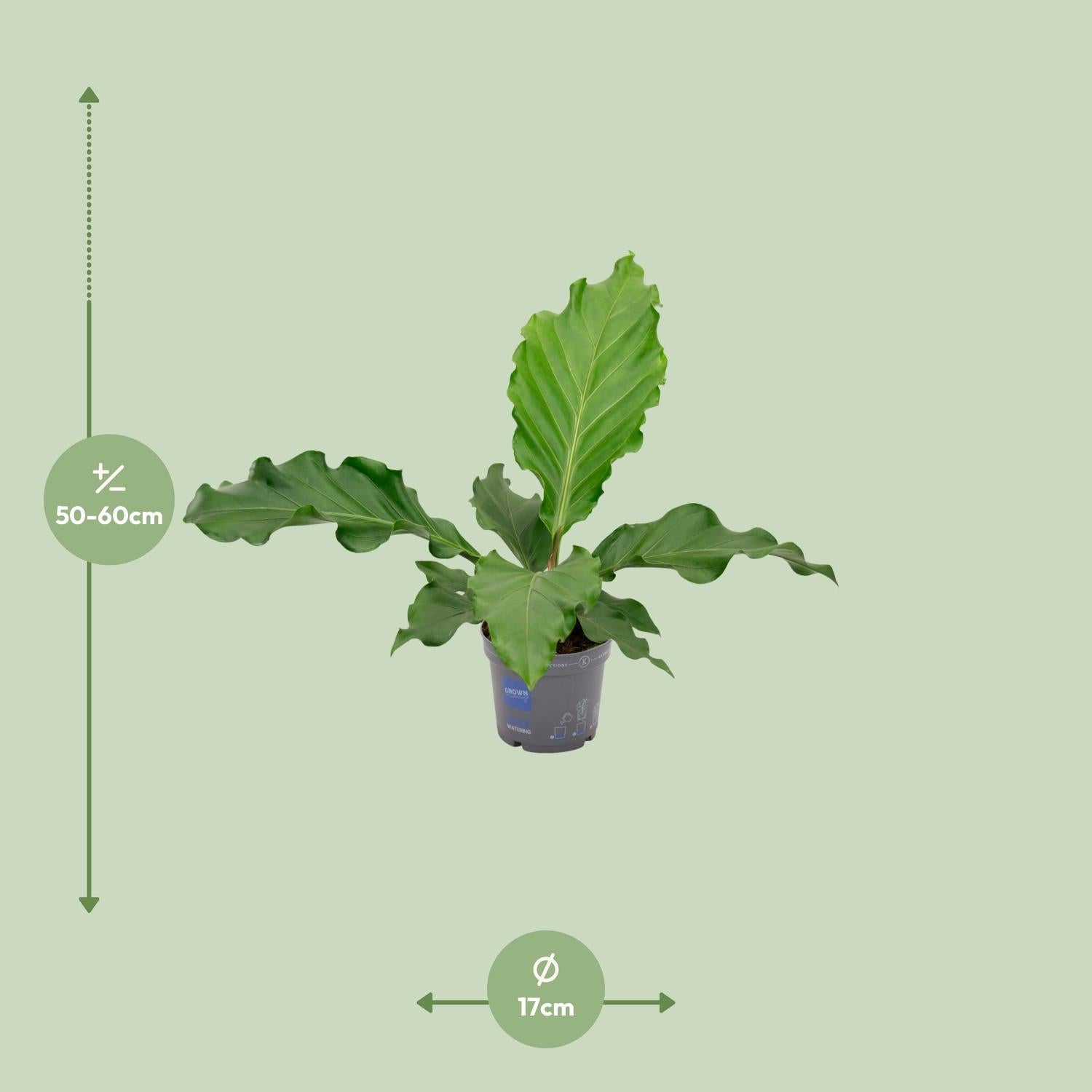 Anthurium – Flamingoblume - verschiedene Farben & Größen - 35-90 cm