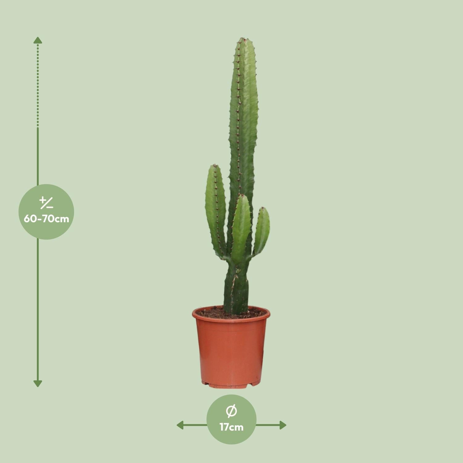 Euphorbia acrurensis – Candela del deserto - 50-60 cm