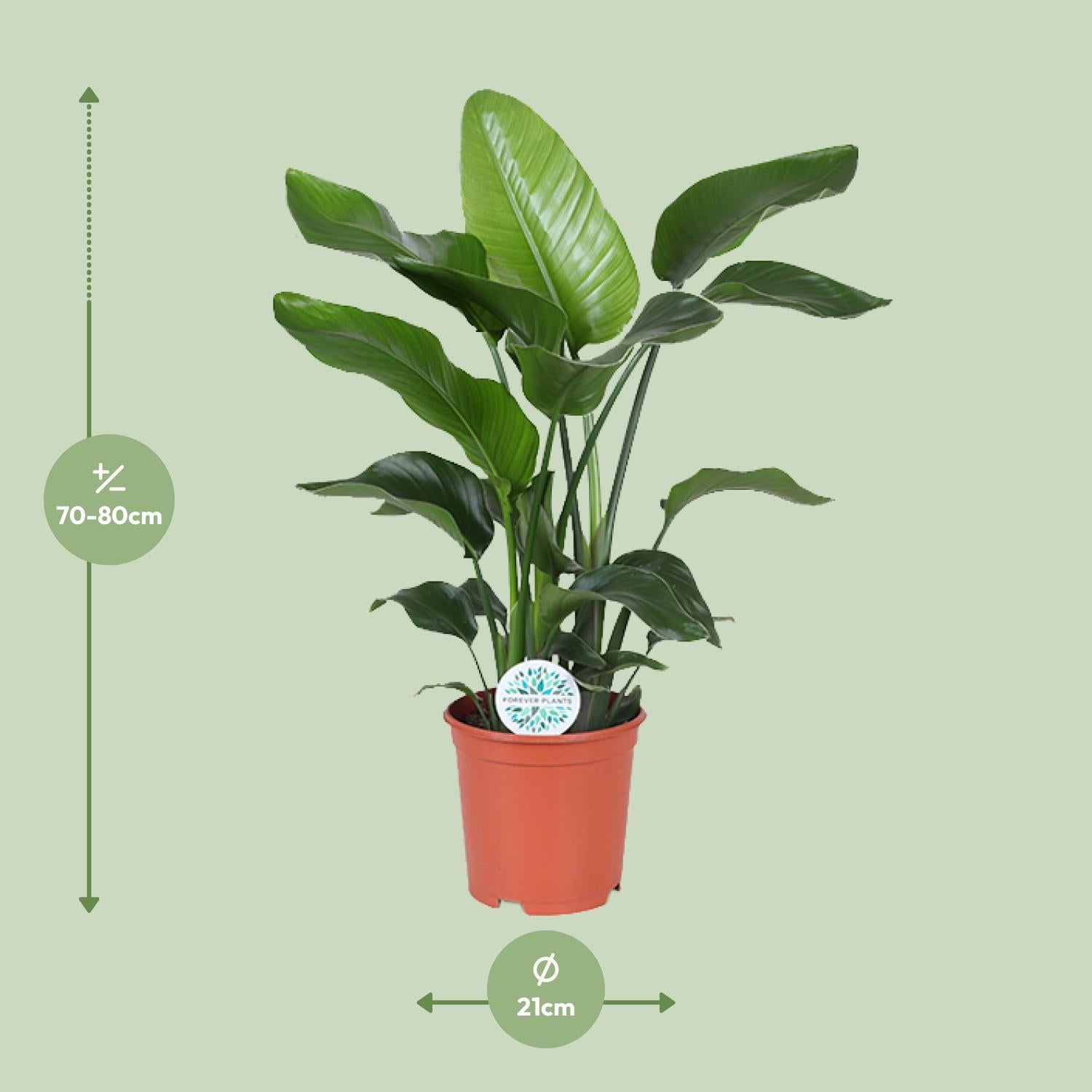 Strelitzia Nicolai – Weiße Paradiesvogelblume - 60-170 cm