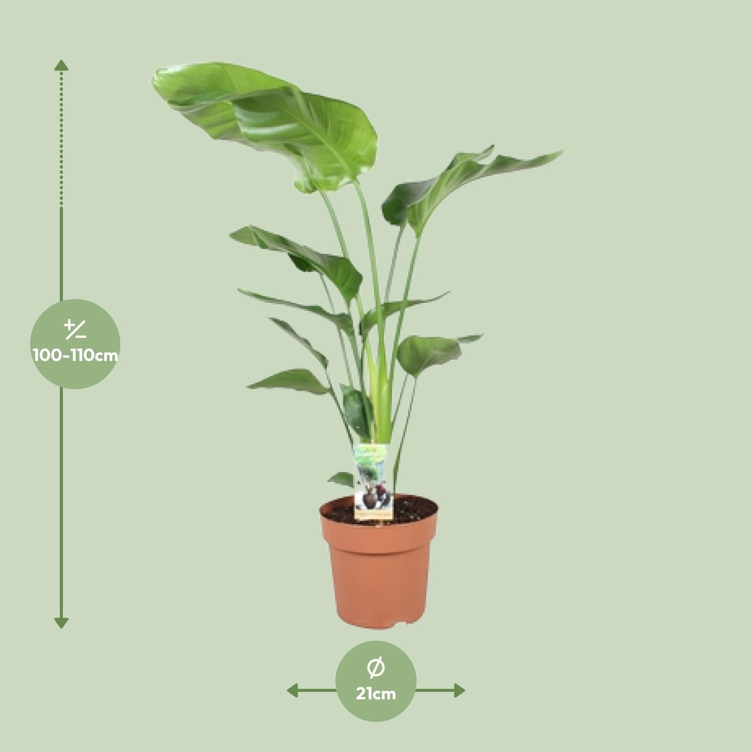 Strelitzia Nicolai – Weiße Paradiesvogelblume - 60-170 cm