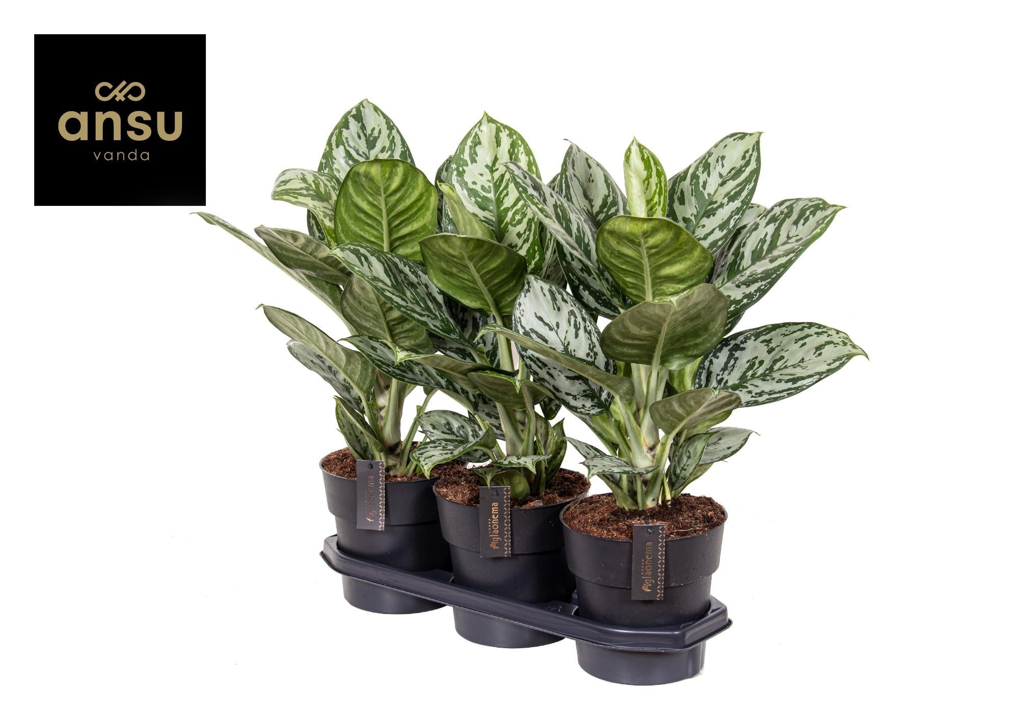 Aglaonema – Pistillo – vari colori – 40-80 cm