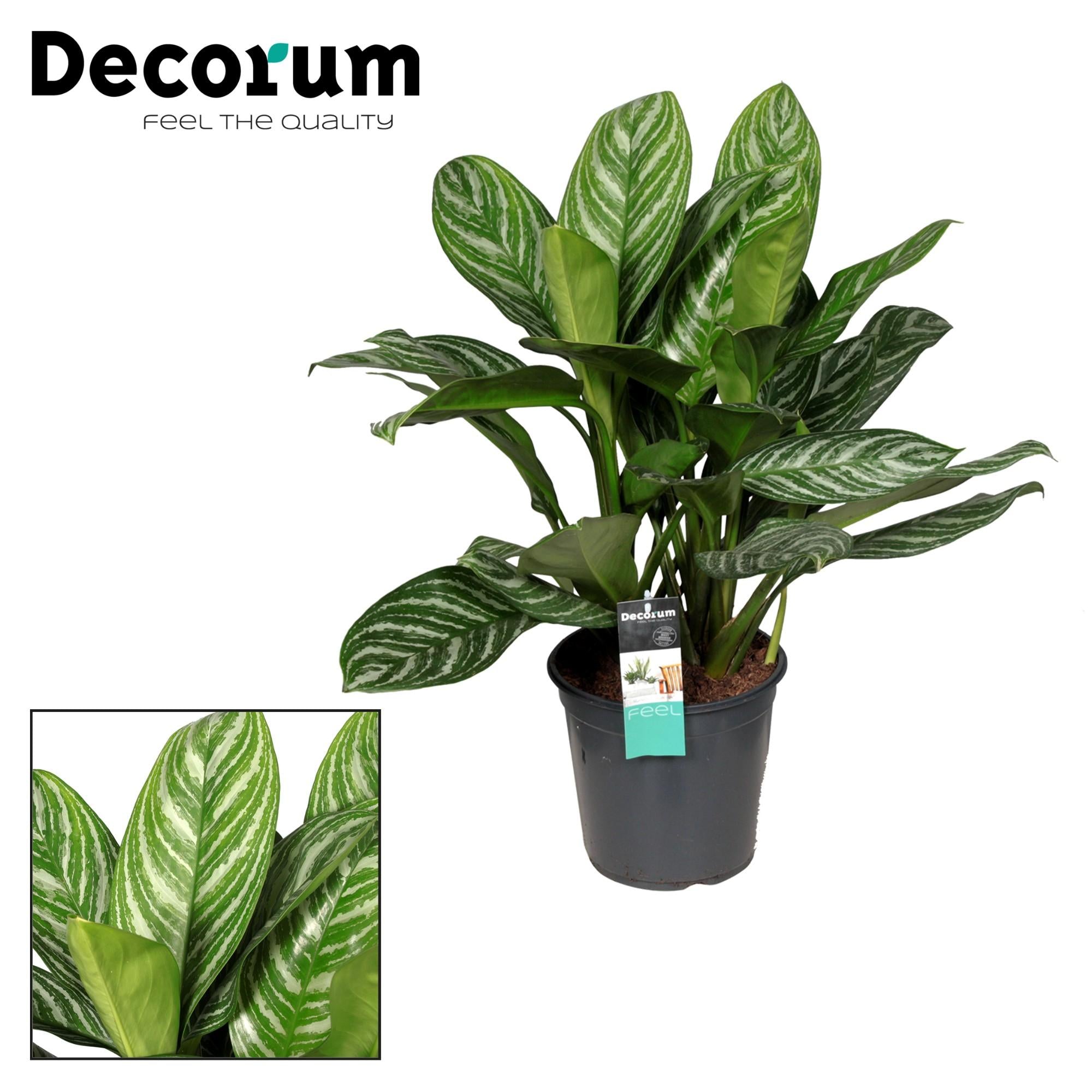 Aglaonema – Pistillo – vari colori – 40-80 cm