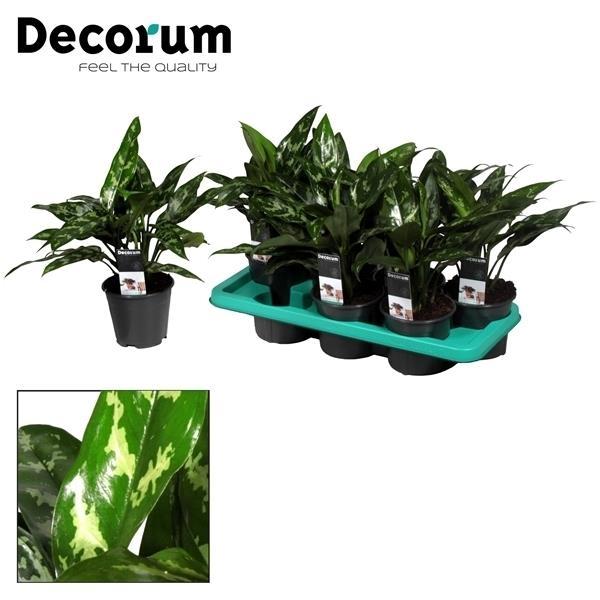 Aglaonema – Kolbenfaden - verschieden Farben - 40-80 cm