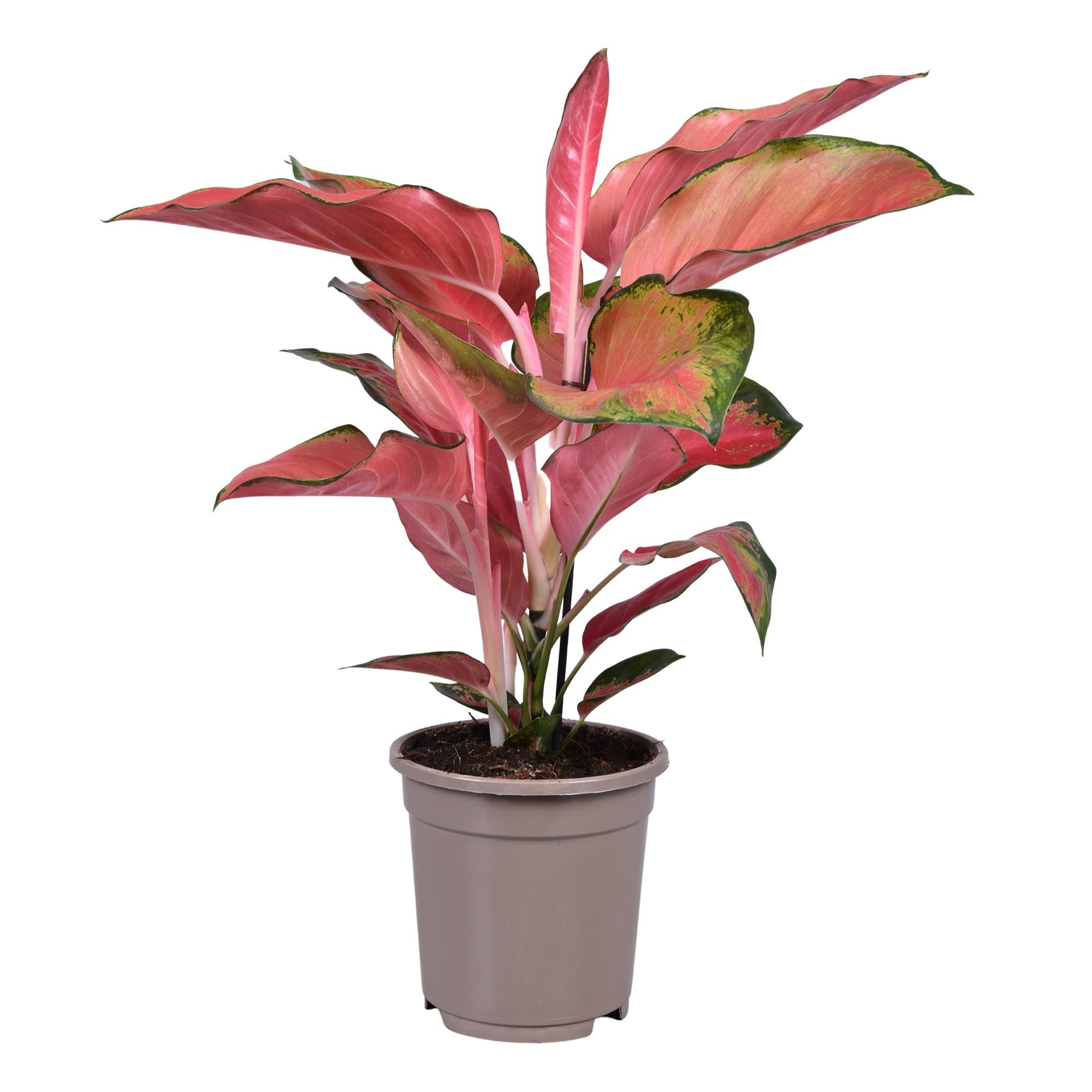 Aglaonema – Pistillo – vari colori – 40-80 cm