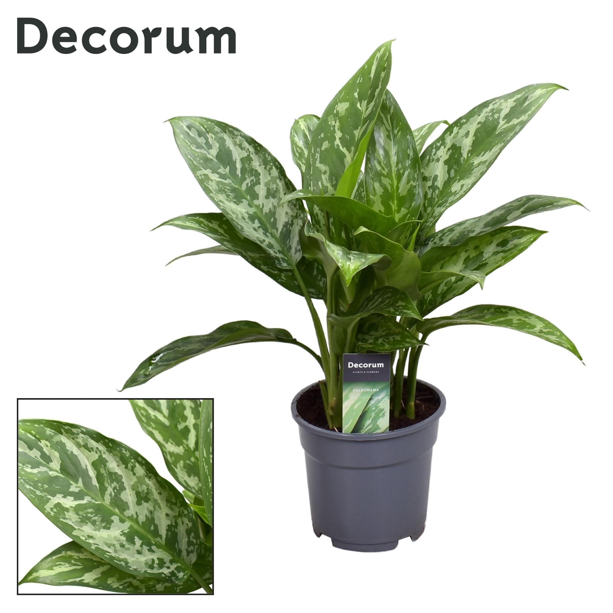 Aglaonema – Pistillo – vari colori – 40-80 cm