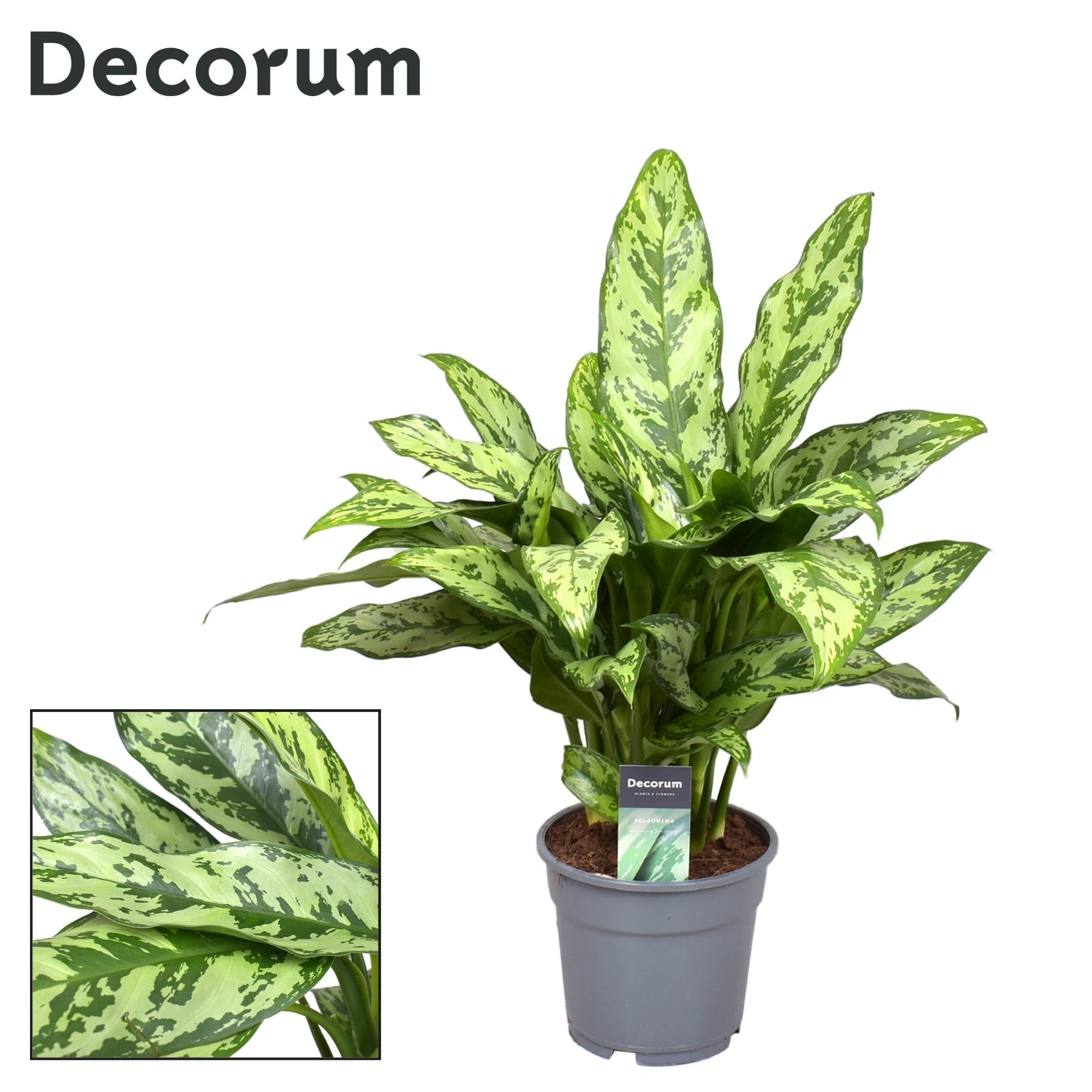 Aglaonema – Pistillo – vari colori – 40-80 cm