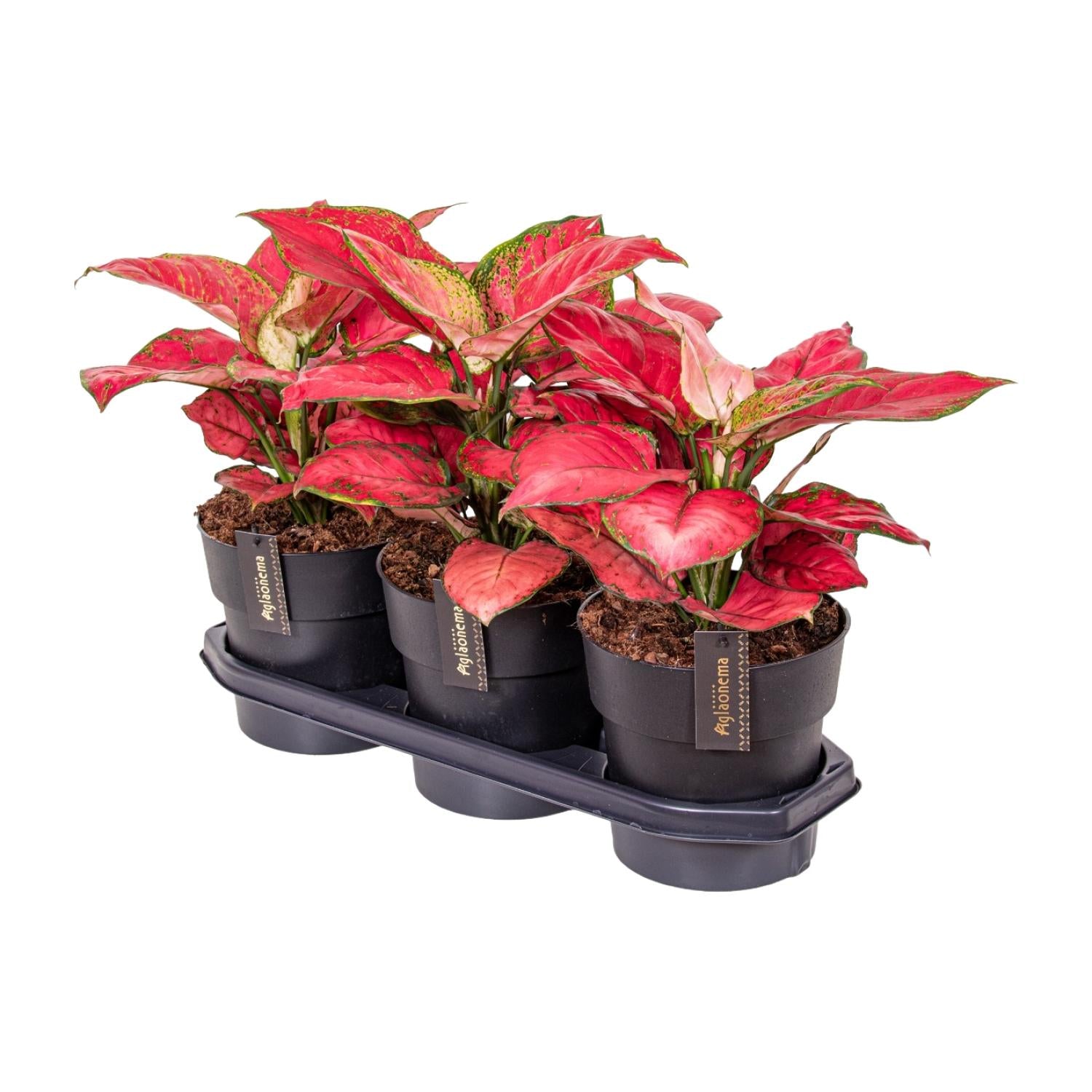 Aglaonema – Pistillo – vari colori – 40-80 cm