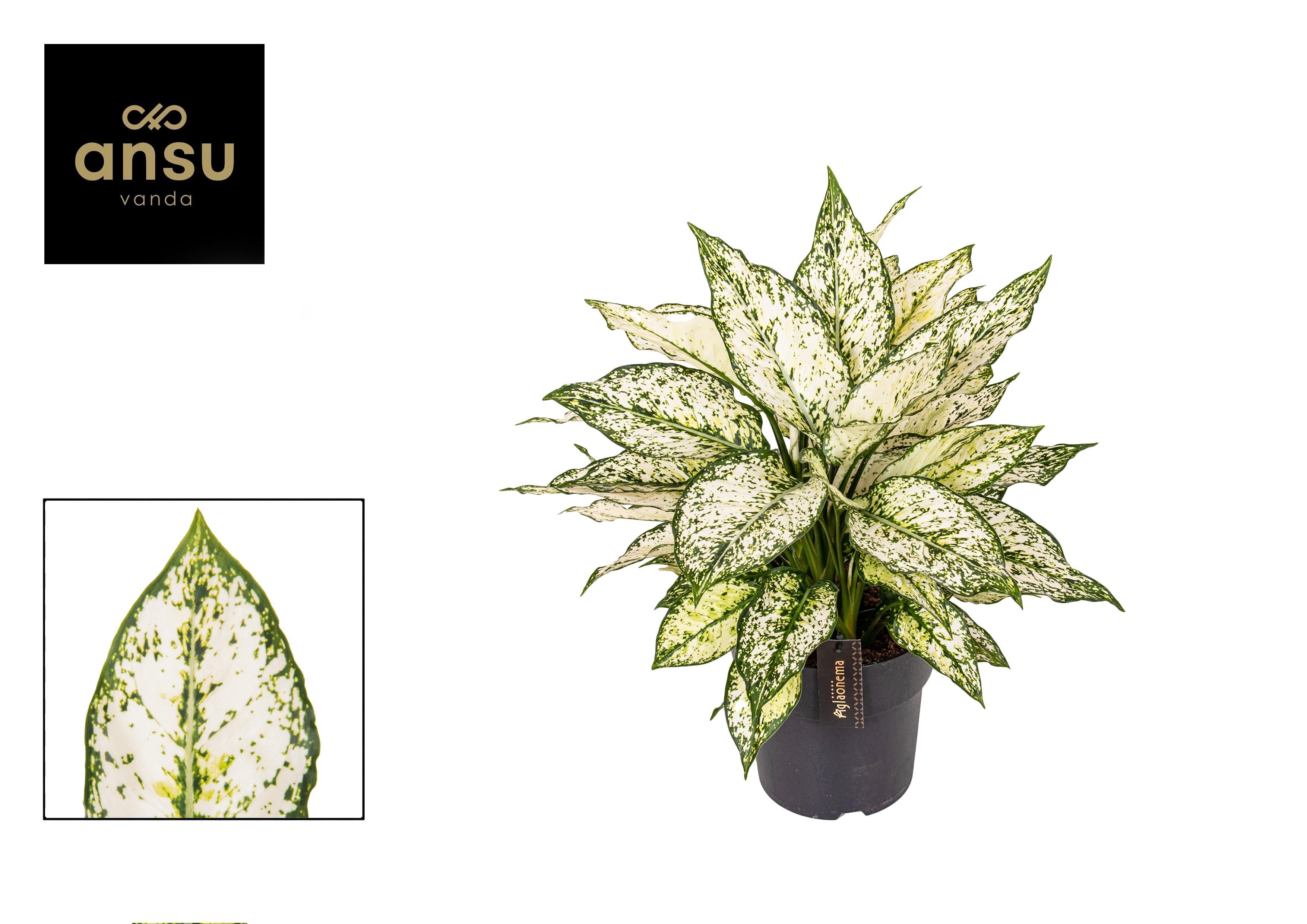 Aglaonema – Pistillo – vari colori – 40-80 cm