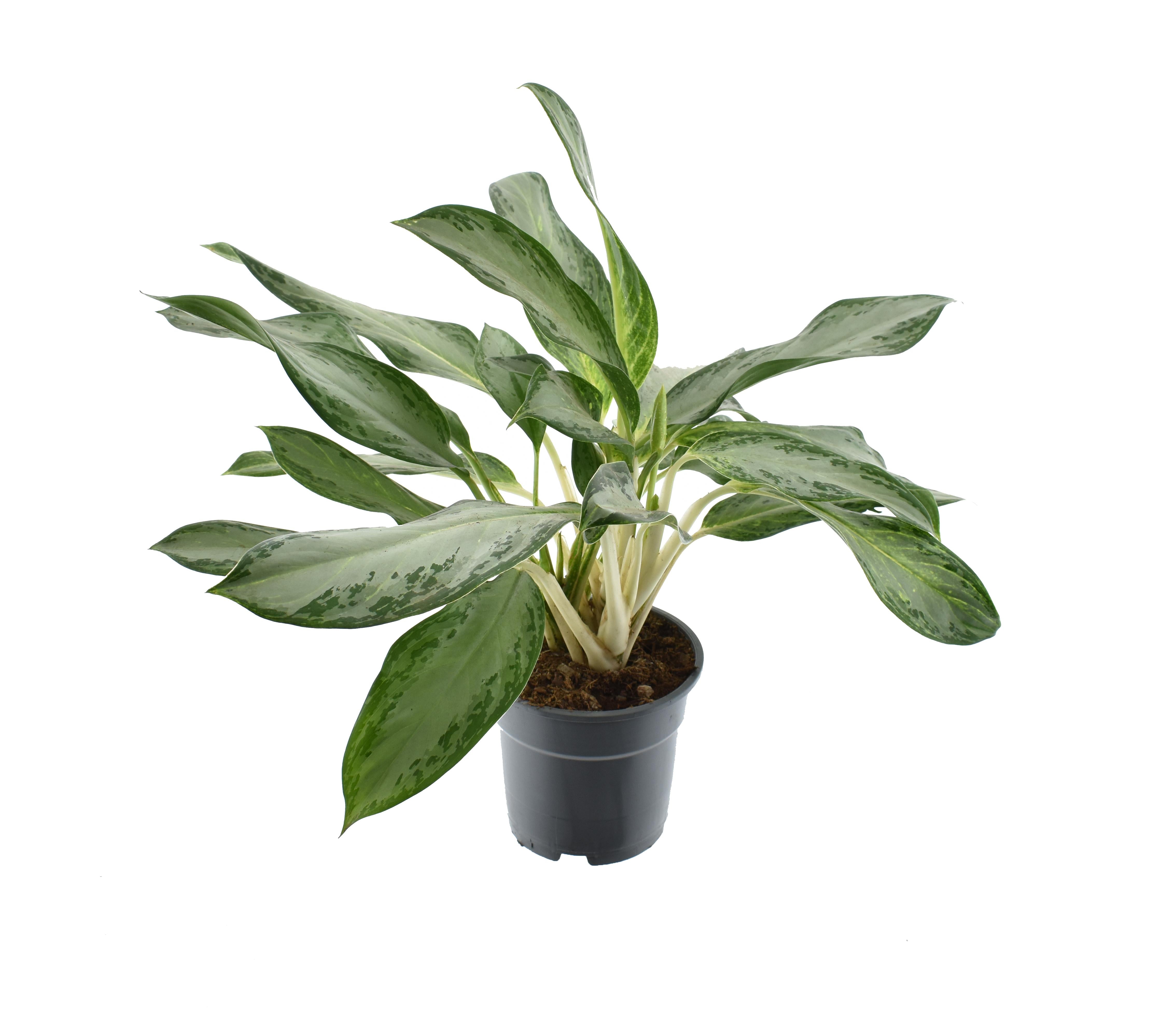 Aglaonema – Pistillo – vari colori – 40-80 cm