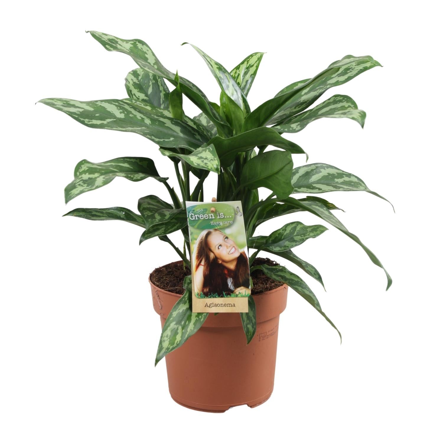 Aglaonema – Kolbenfaden - verschieden Farben - 40-80 cm