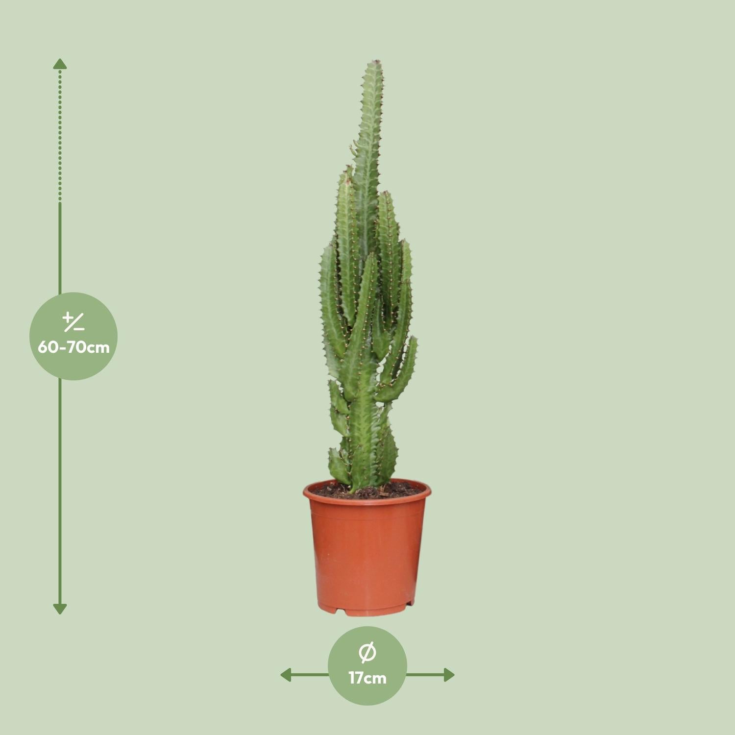 Euphorbia Trigona – Afrikanischer Milchbaum - 40-70 cm
