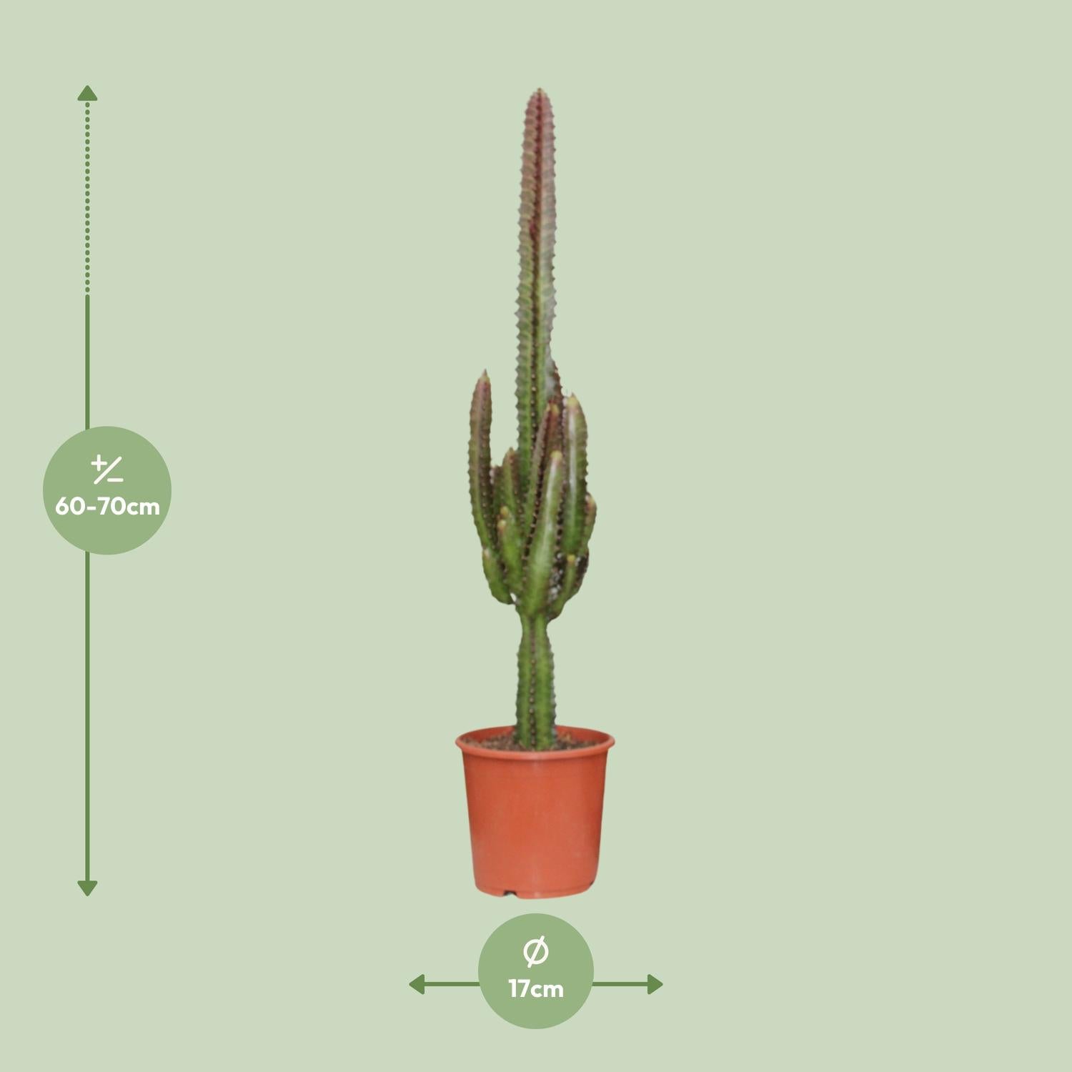Euphorbia Trigona Rubra – Roter Afrikanischer Milchbaum - 40-70 cm