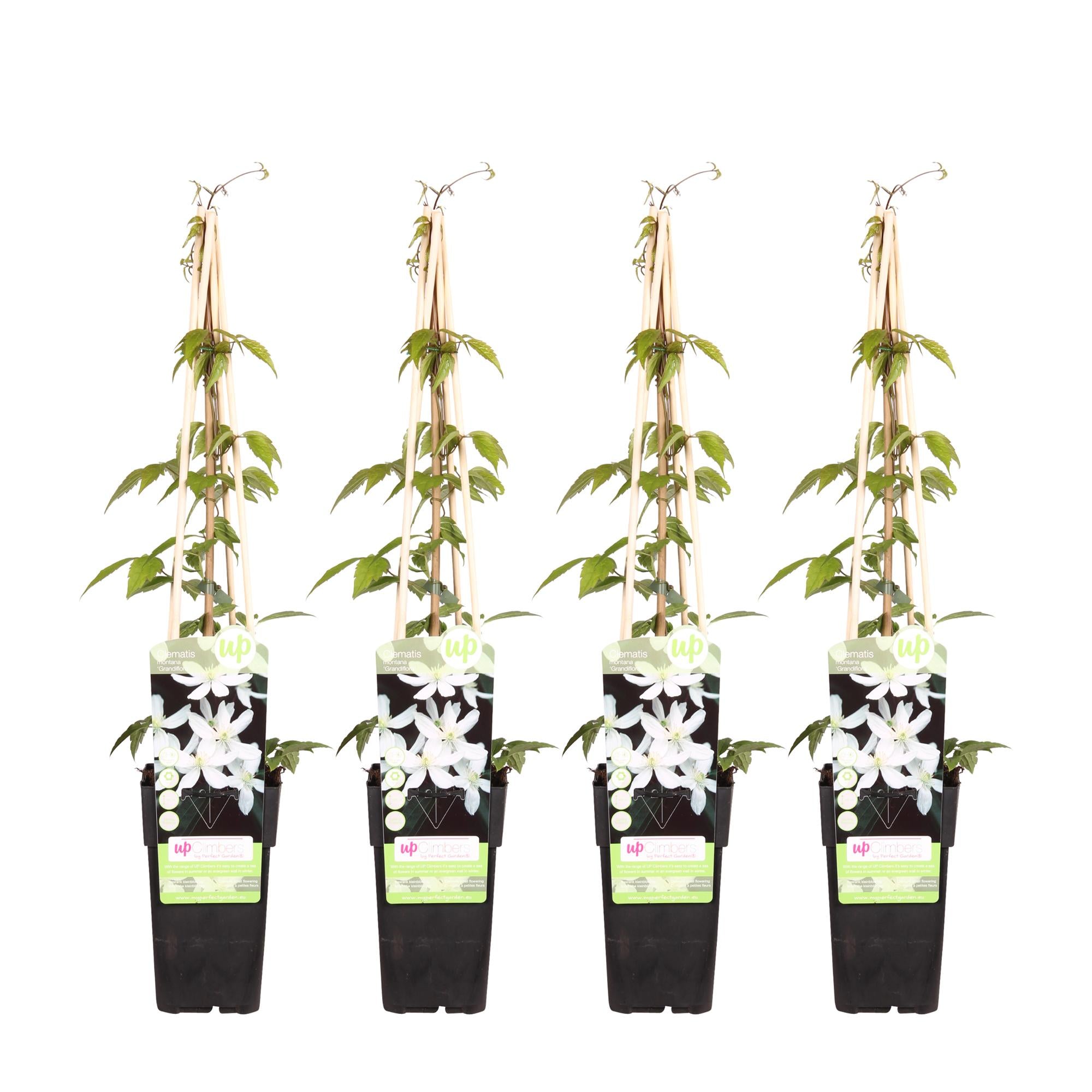 Clematis 'Grandiflora' – vigorous climbing plant with white flowers, 15 cm pot, 65 cm tall