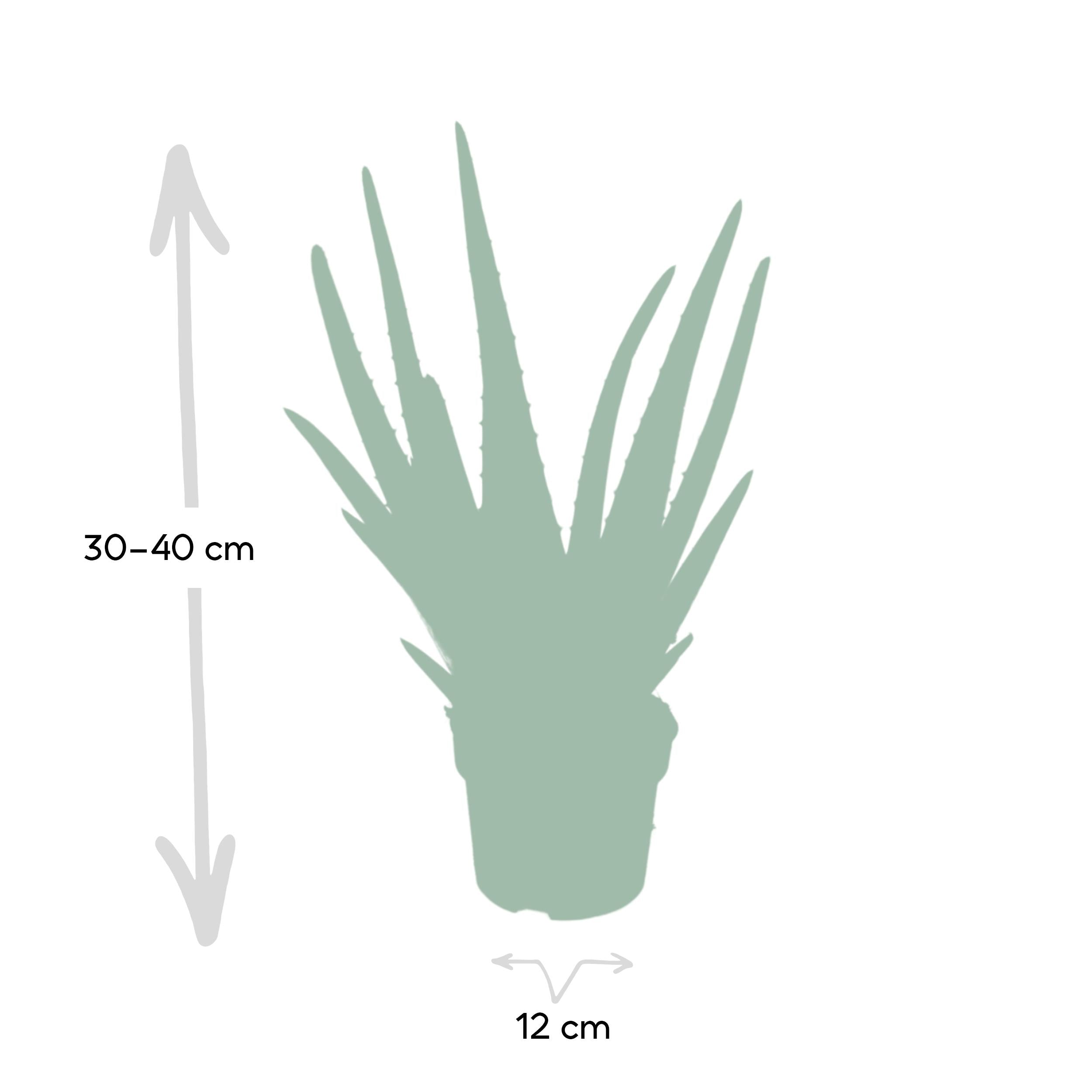 Aloe Vera – Echte Aloe - 40-70 cm