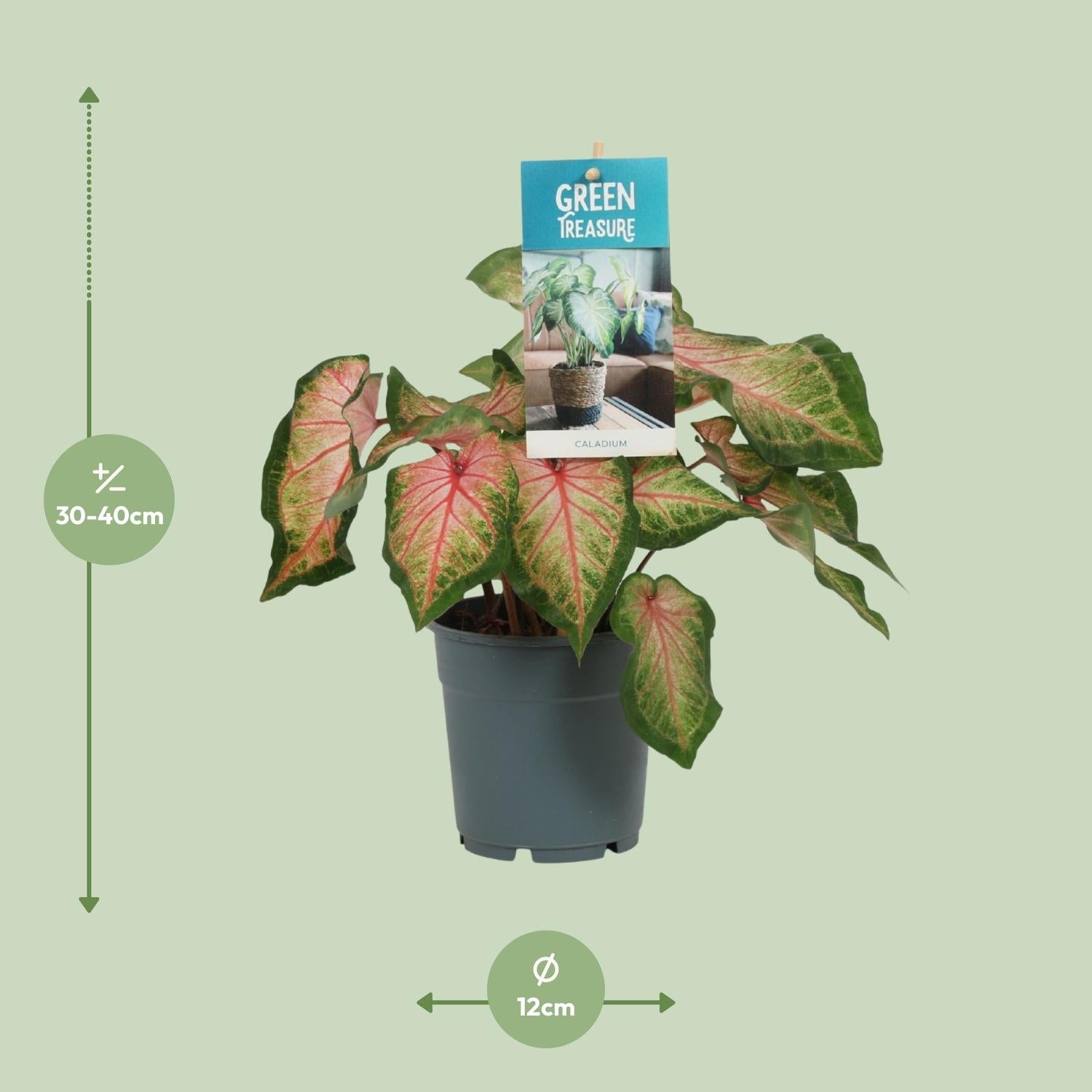 Caladium – Engelsflügel - 12cm  - verschiedene Farben
