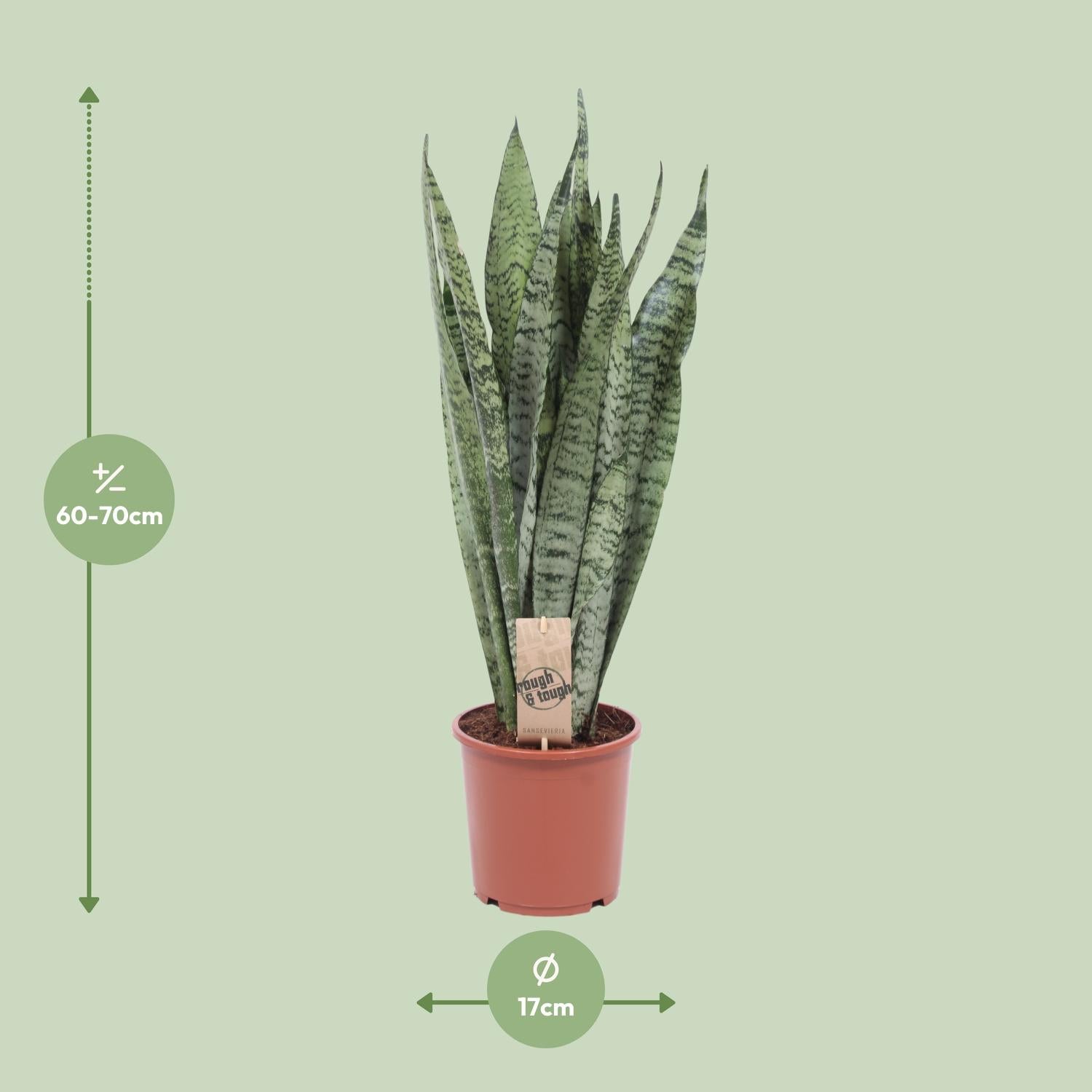 Sansevieria Zeylanica – Zeylanischer Bogenhanf - 70-120 cm