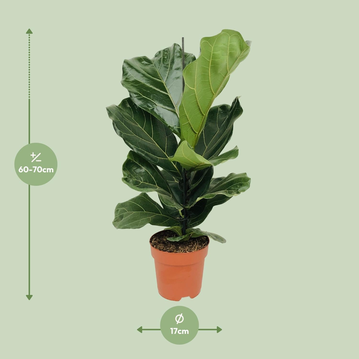 Ficus Lyrata – Fiddle-leaf Fig – 30-130 cm
