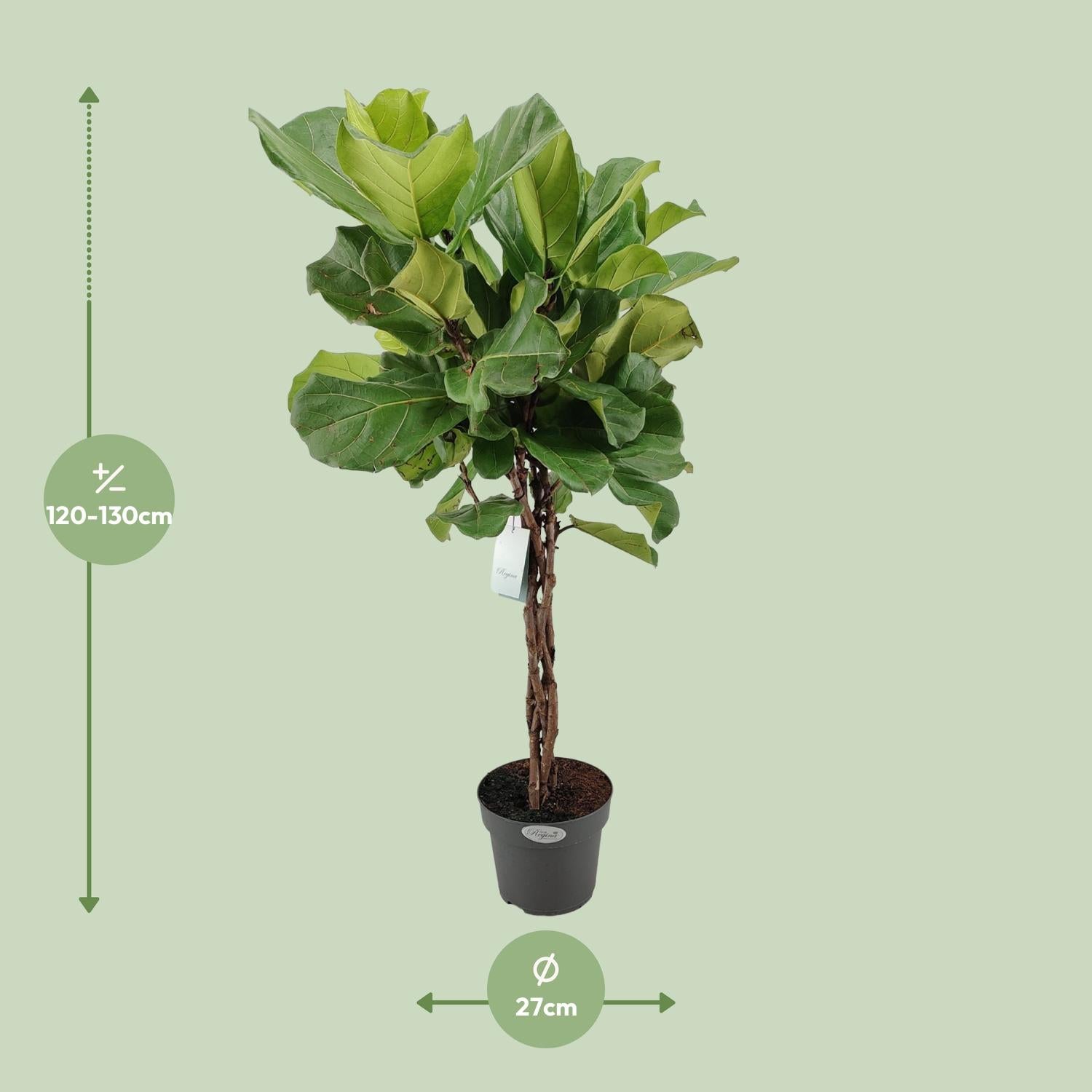 Ficus Lyrata – Fiddle-leaf Fig – 30-130 cm