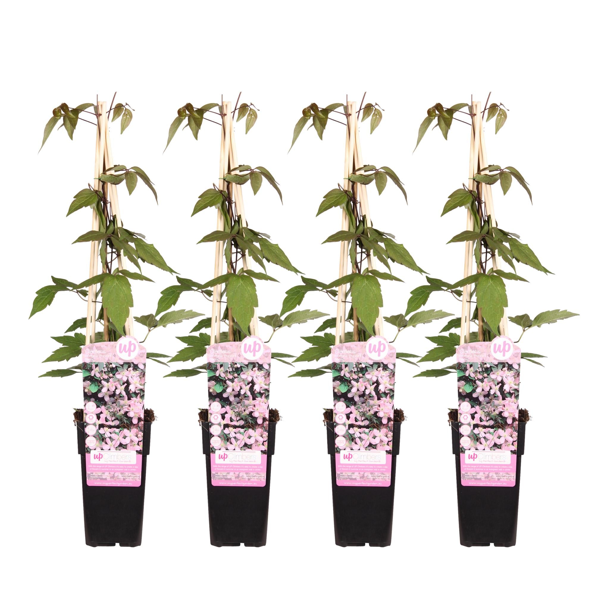 Clematis ‘Fragrant Spring’ (Clematis montana) – hellrosa Blüten, 15 cm Topf, 65 cm Höhe