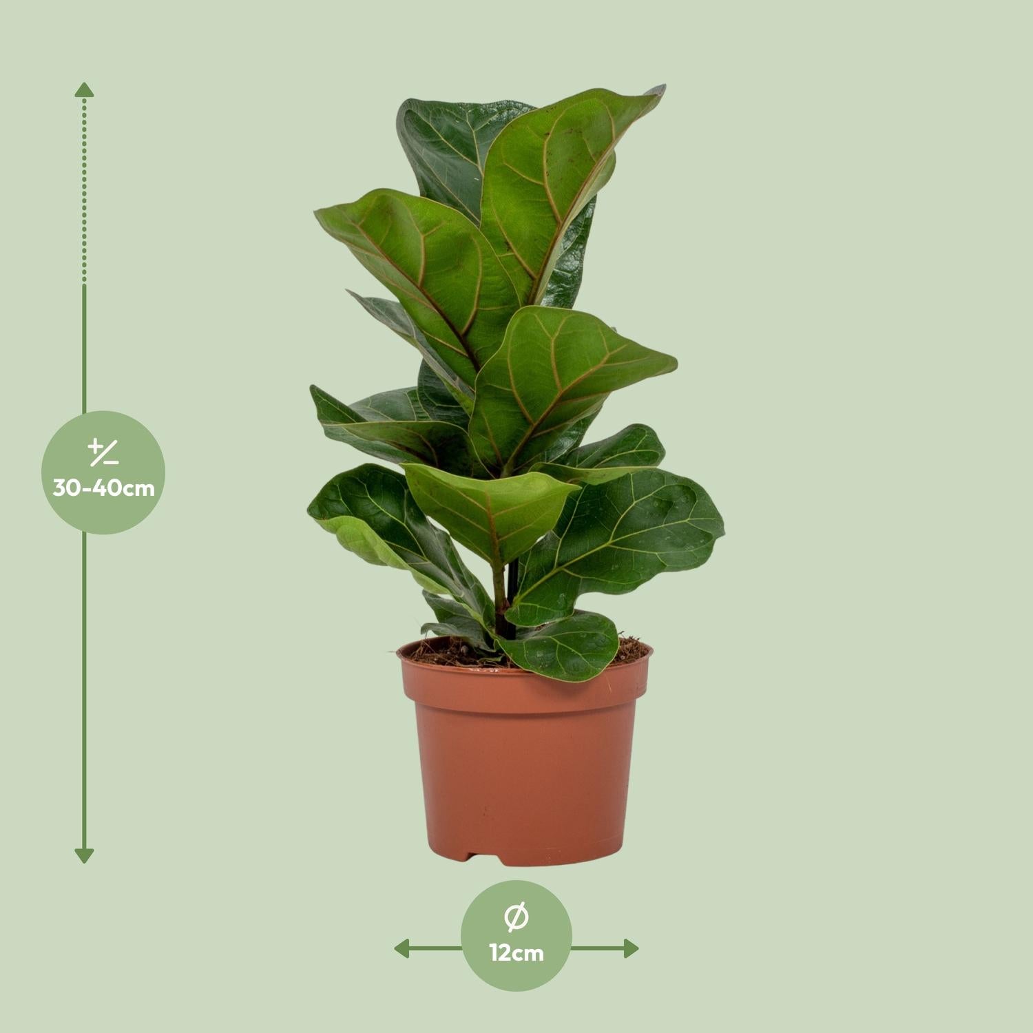 Ficus Lyrata – Fiddle-leaf Fig – 30-130 cm