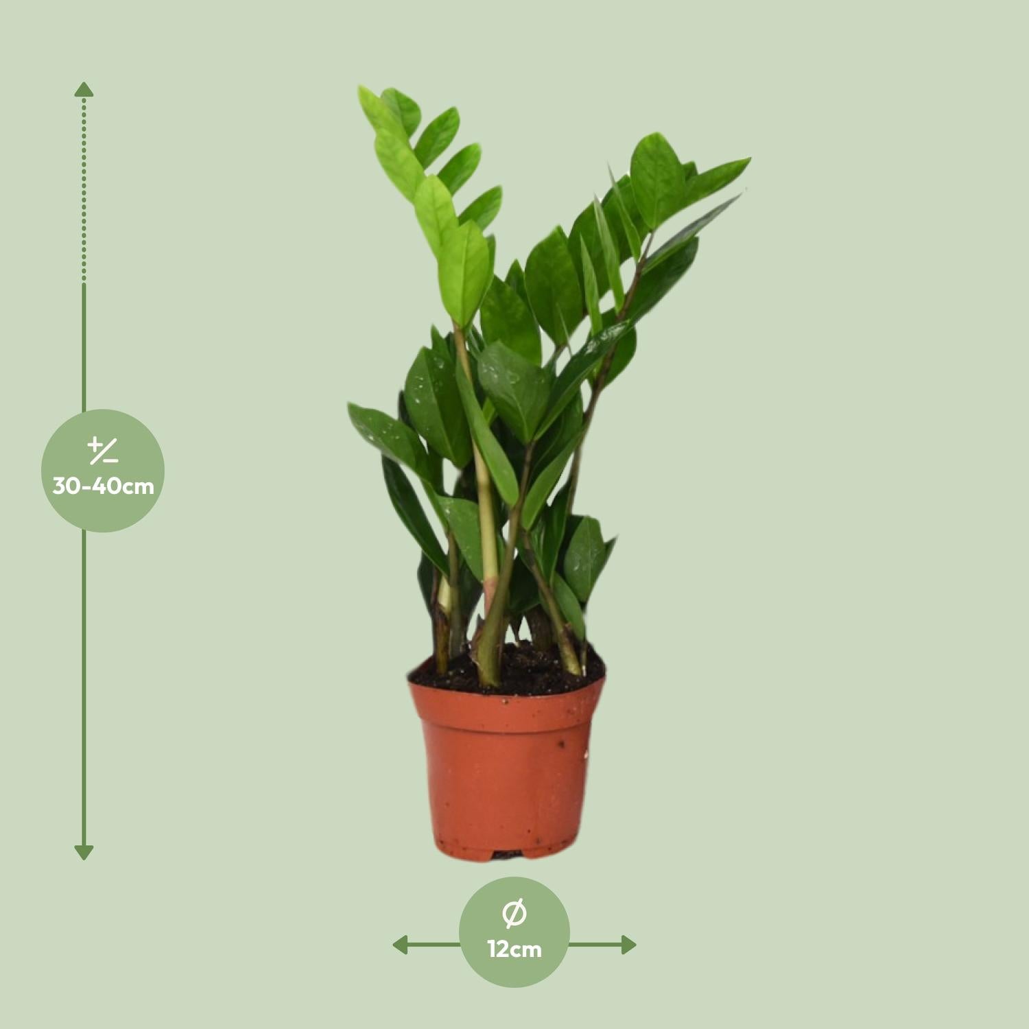 Zamioculcas Zamiifolia – Glücksfeder - 40-95 cm