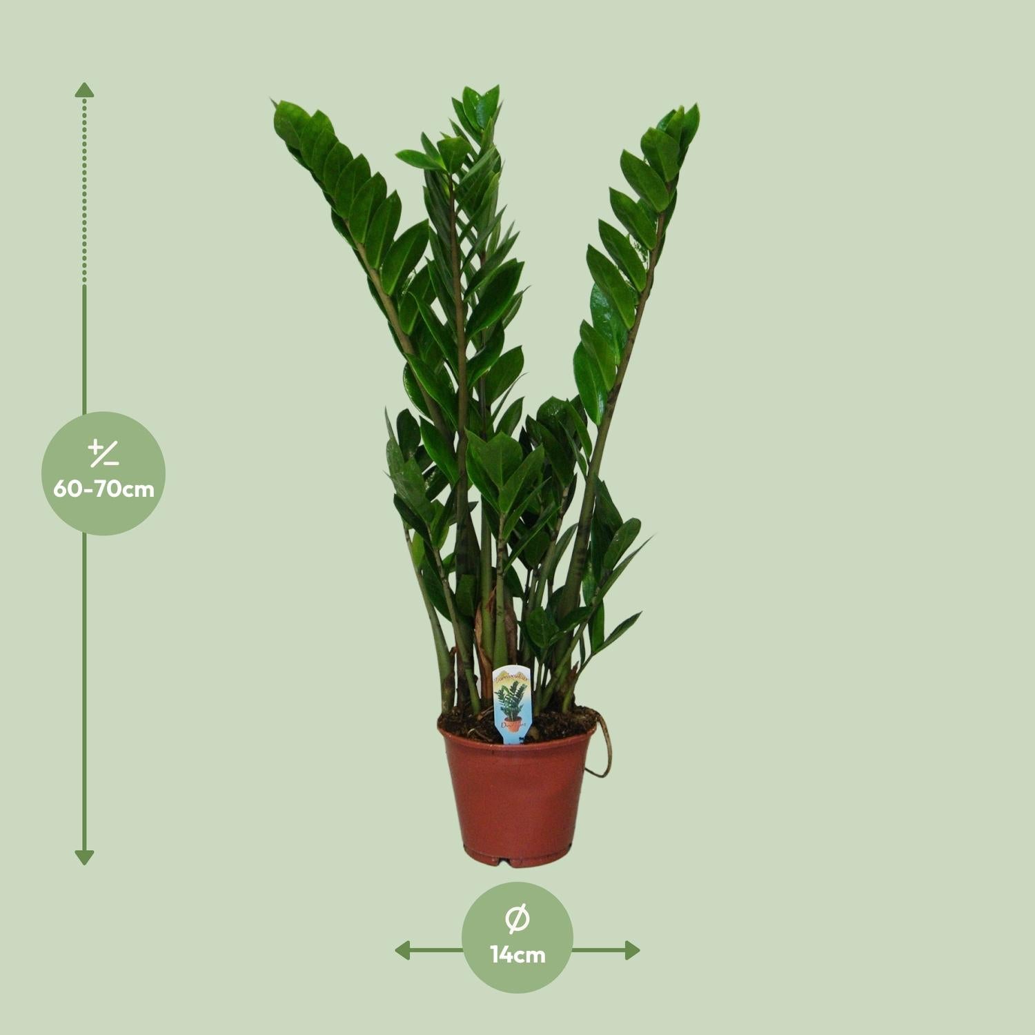 Zamioculcas Zamiifolia – Glücksfeder - 40-95 cm