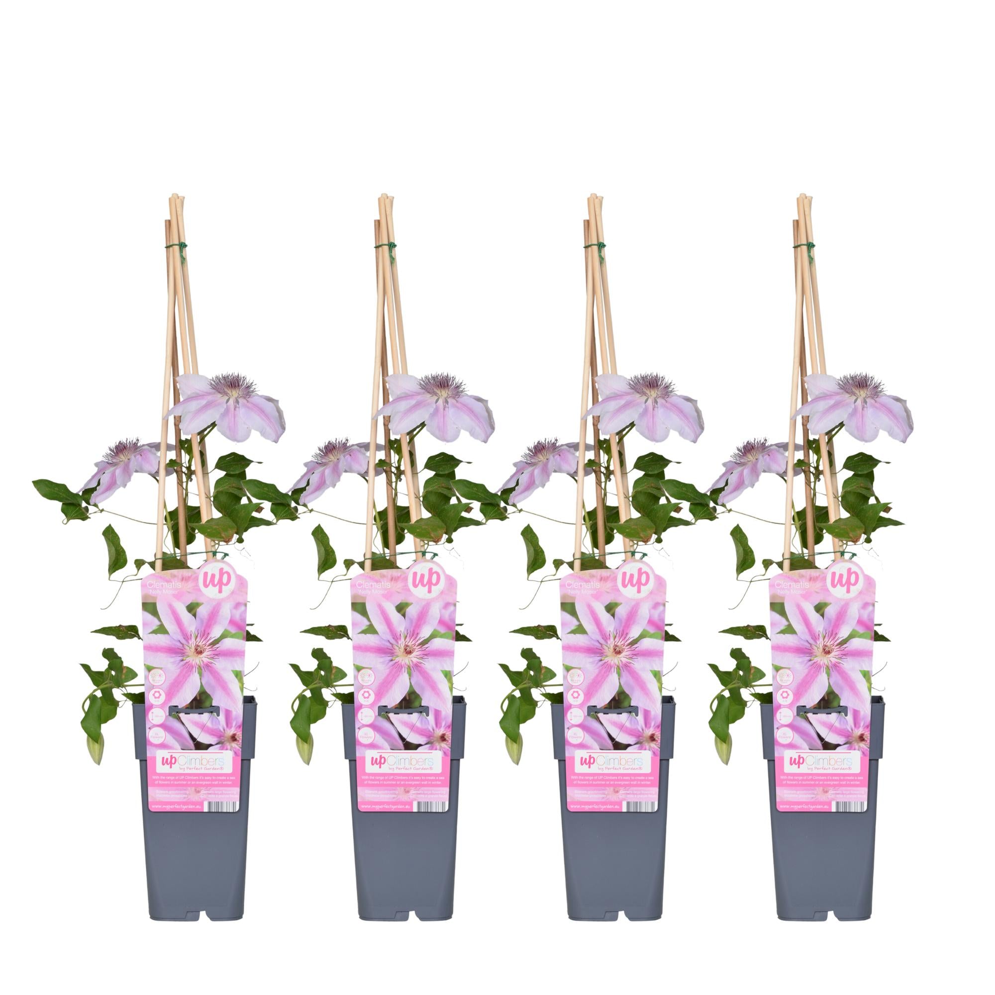 Clematis 'Nelly Moser' – light pink climbing plant, 15 cm pot, 65 cm tall