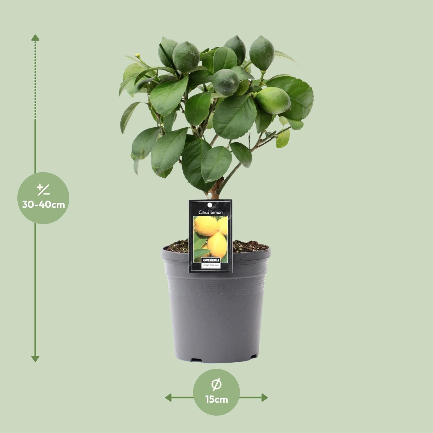 Lemon tree (Citrus lemon) – 35–80 cm